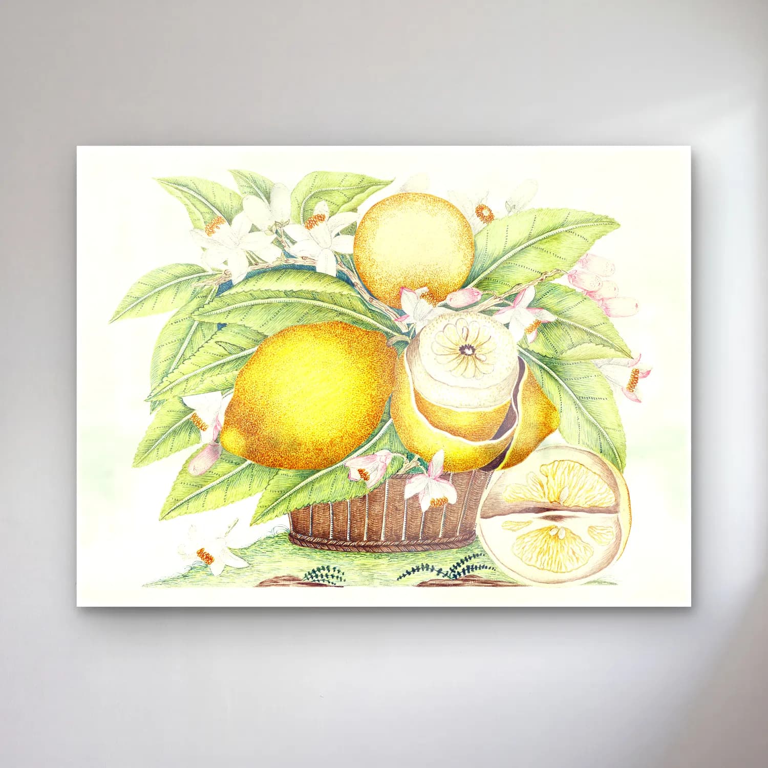 Botanik İllüstrasyon Limonlar No. 12 cam tablo — Botanik İllüstrasyon Limonlar No. 12 — botanik i̇llüstrasyon limonlar