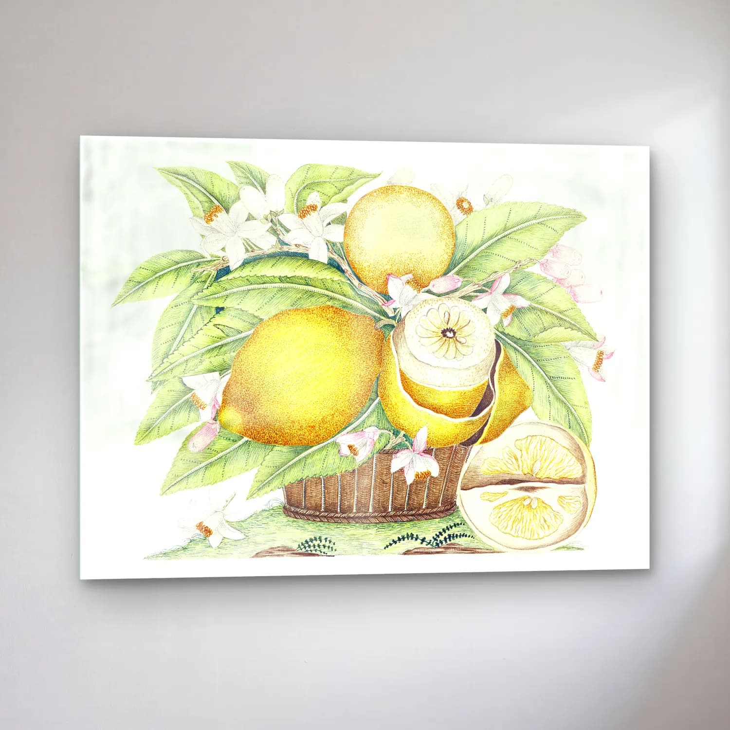 Botanik İllüstrasyon Limonlar No. 12 cam tablo — sol açıdan görünüm