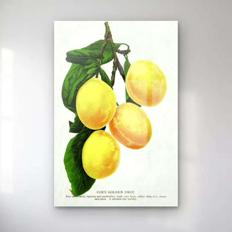 Botanik İllüstrasyon Limon Dalı No. 21 cam tablo — Botanik İllüstrasyon Limon Dalı No. 21 — botanik i̇llüstrasyon limon dalı