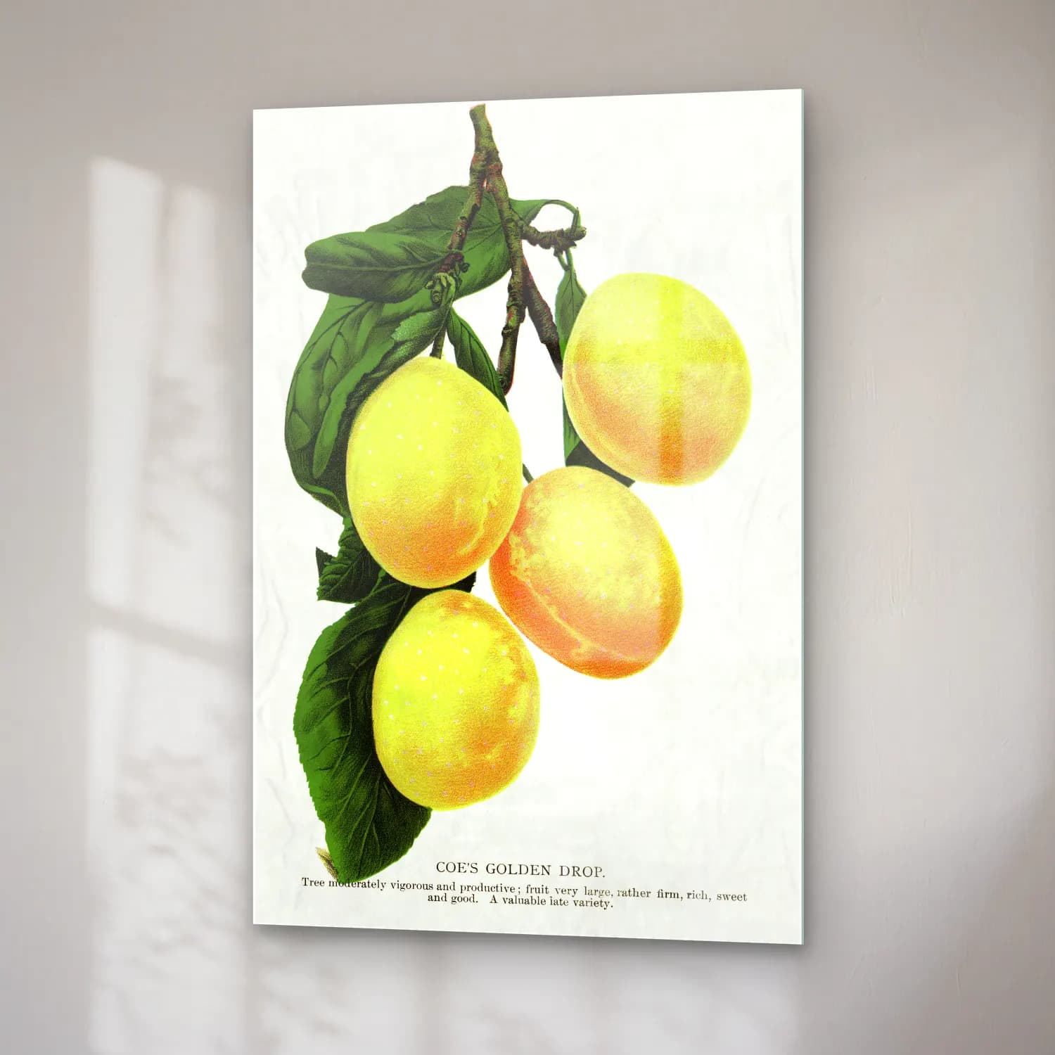 Botanik İllüstrasyon Limon Dalı No. 21 cam tablo — sağ açıdan görünüm