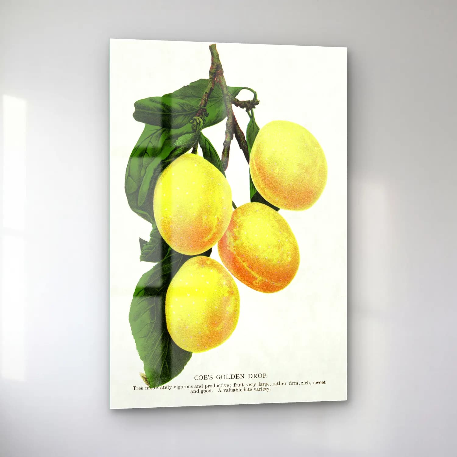 Botanik İllüstrasyon Limon Dalı No. 21 cam tablo — sol açıdan görünüm