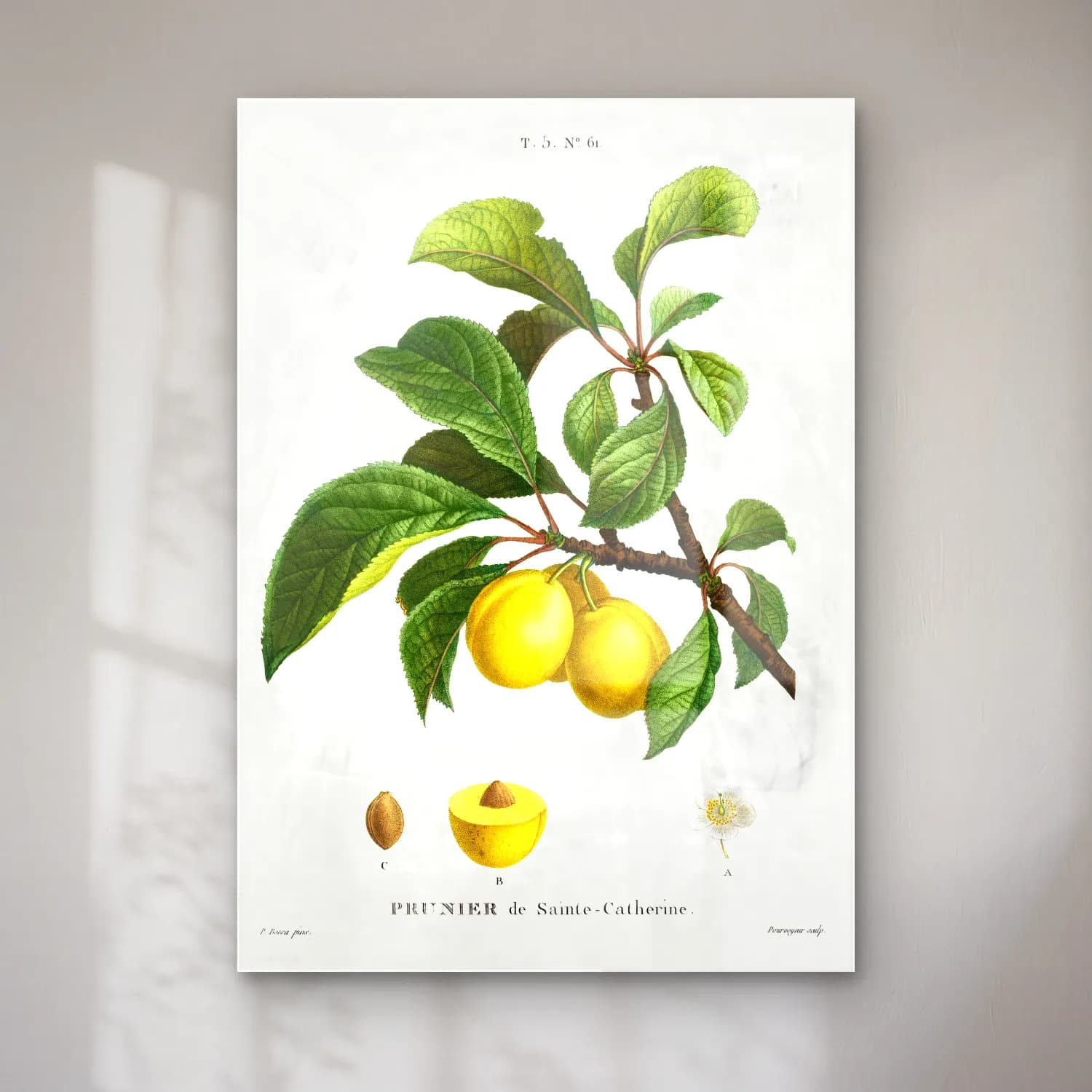 Botanik İllüstrasyon Limon Dalı No. 16 cam tablo — Botanik İllüstrasyon Limon Dalı No. 16 — botanik i̇llüstrasyon limon dalı