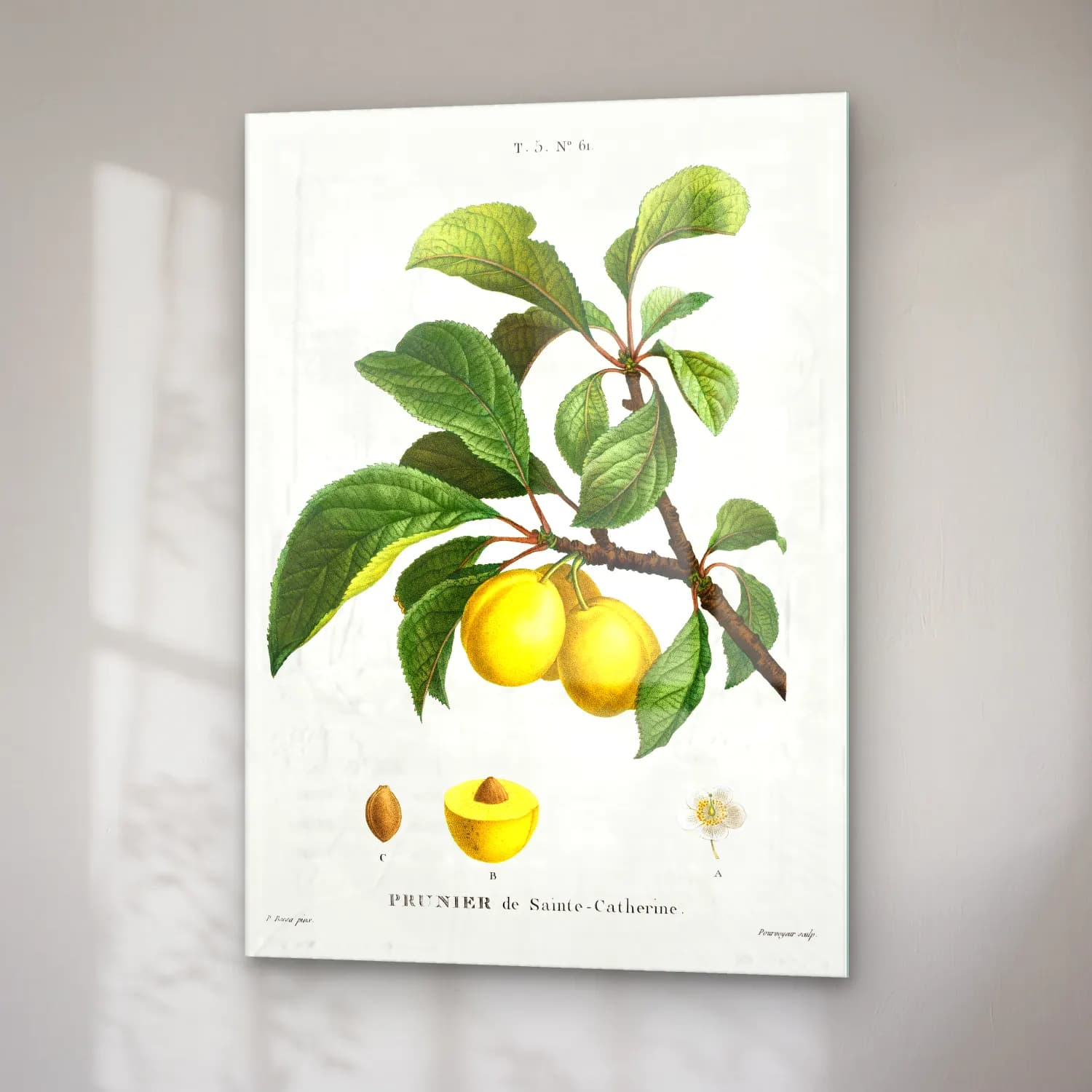 Botanik İllüstrasyon Limon Dalı No. 16 cam tablo — sağ açıdan görünüm