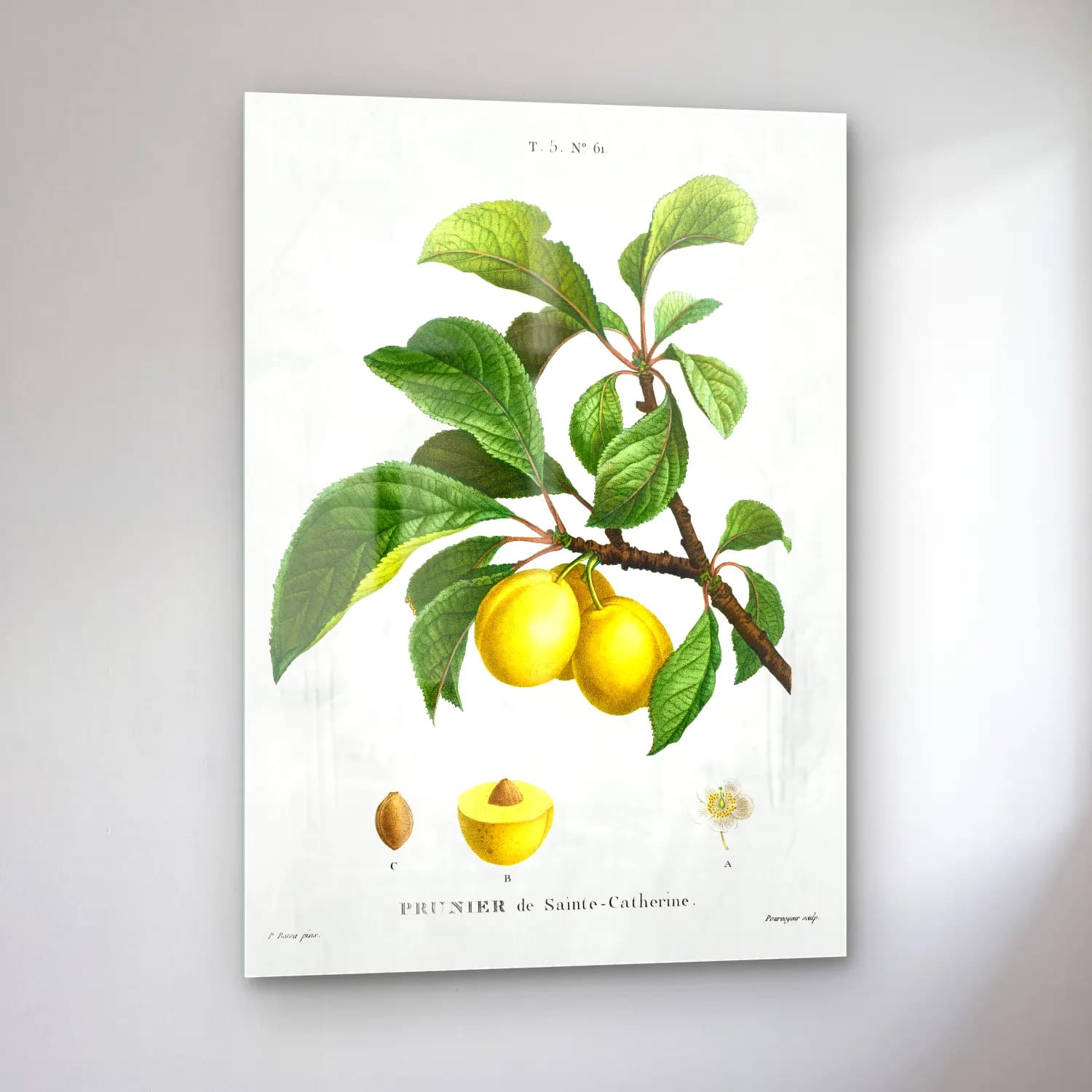 Botanik İllüstrasyon Limon Dalı No. 16 cam tablo — sol açıdan görünüm