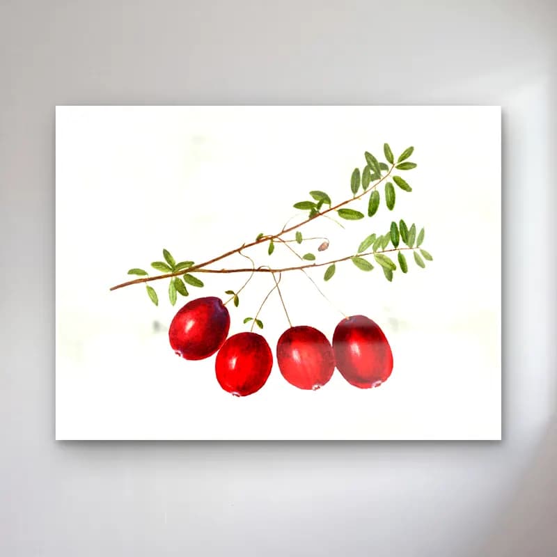 Botanik İllüstrasyon Kirazlar No. 14 cam tablo — Botanik İllüstrasyon Kirazlar No. 14 — botanik i̇llüstrasyon kirazlar