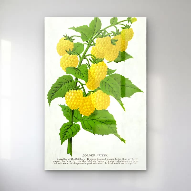 Botanik İllüstrasyon Limon Dalı No. 22 cam tablo — Botanik İllüstrasyon Limon Dalı No. 22 — botanik i̇llüstrasyon limon dalı