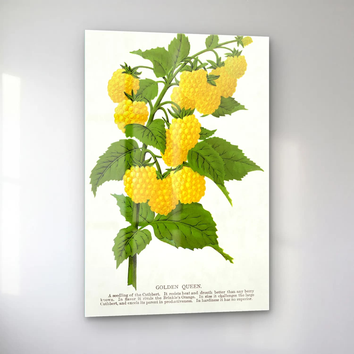 Botanik İllüstrasyon Limon Dalı No. 22 cam tablo — sol açıdan görünüm