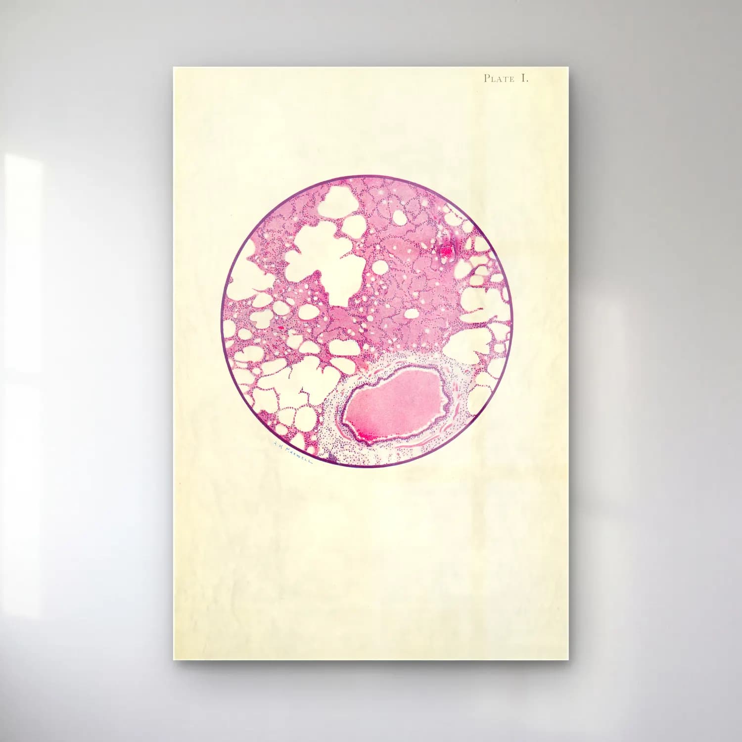 Vintage Anatomi Çizimi – Pembe Tonlar cam tablo — Vintage Anatomi Çizimi – Pembe Tonlar — vintage anatomi çizimi