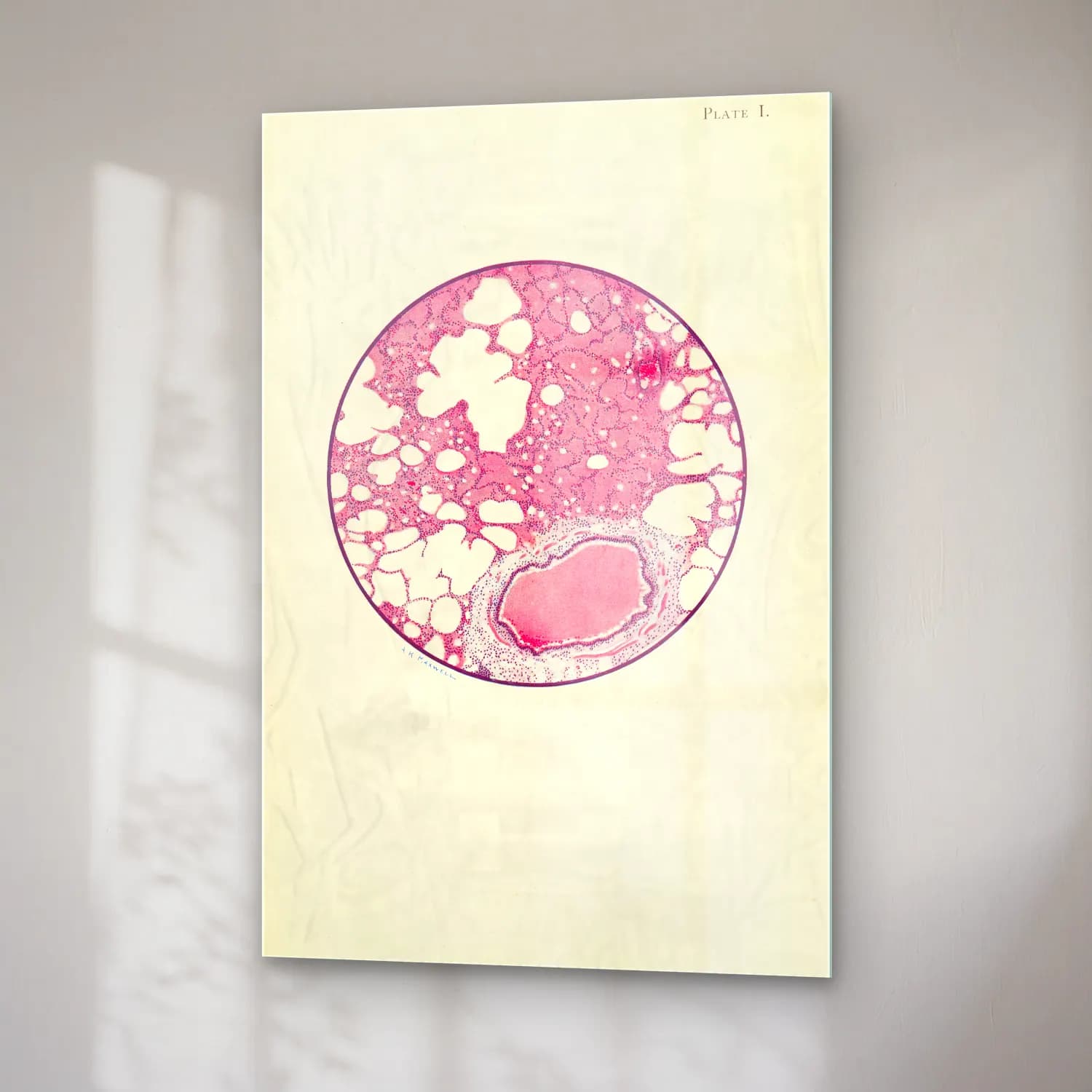 Vintage Anatomi Çizimi – Pembe Tonlar cam tablo — sağ açıdan görünüm
