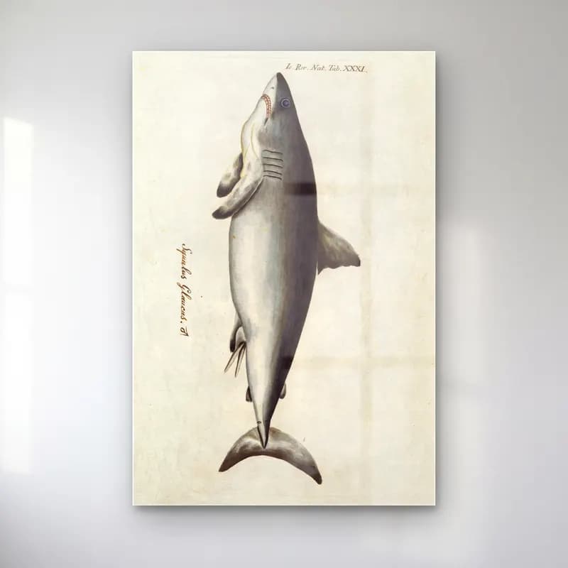 Vintage Balina No. 2 cam tablo — Vintage Balina No. 2 — vintage balina