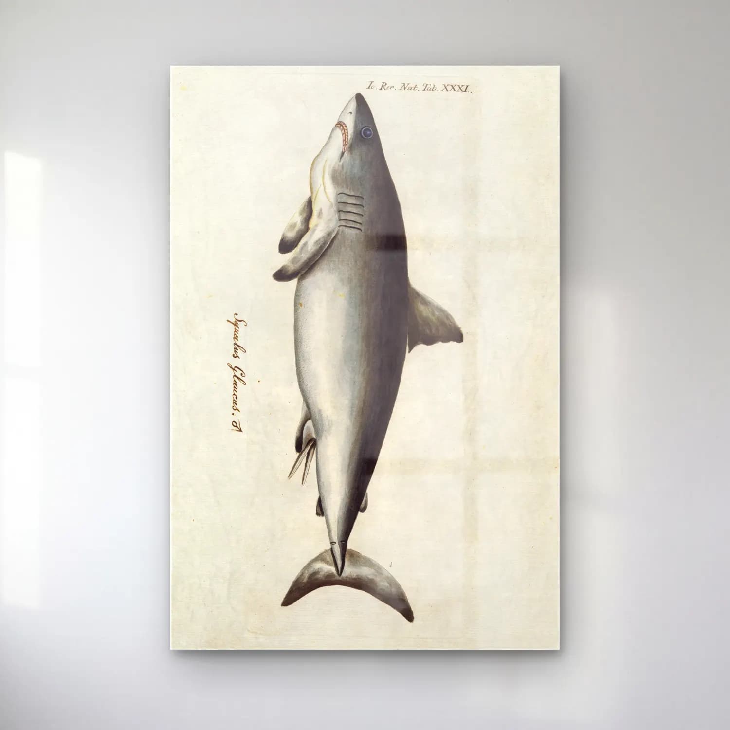 Vintage Balina No. 2 cam tablo — Vintage Balina No. 2 — vintage balina