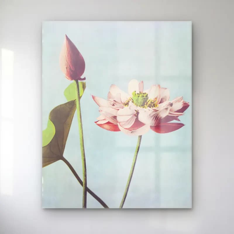 Botanik İllüstrasyon Lotus Çiçekleri No. 7 cam tablo — Botanik İllüstrasyon Lotus Çiçekleri No. 7 — botanik i̇llüstrasyon lotus çiçekleri