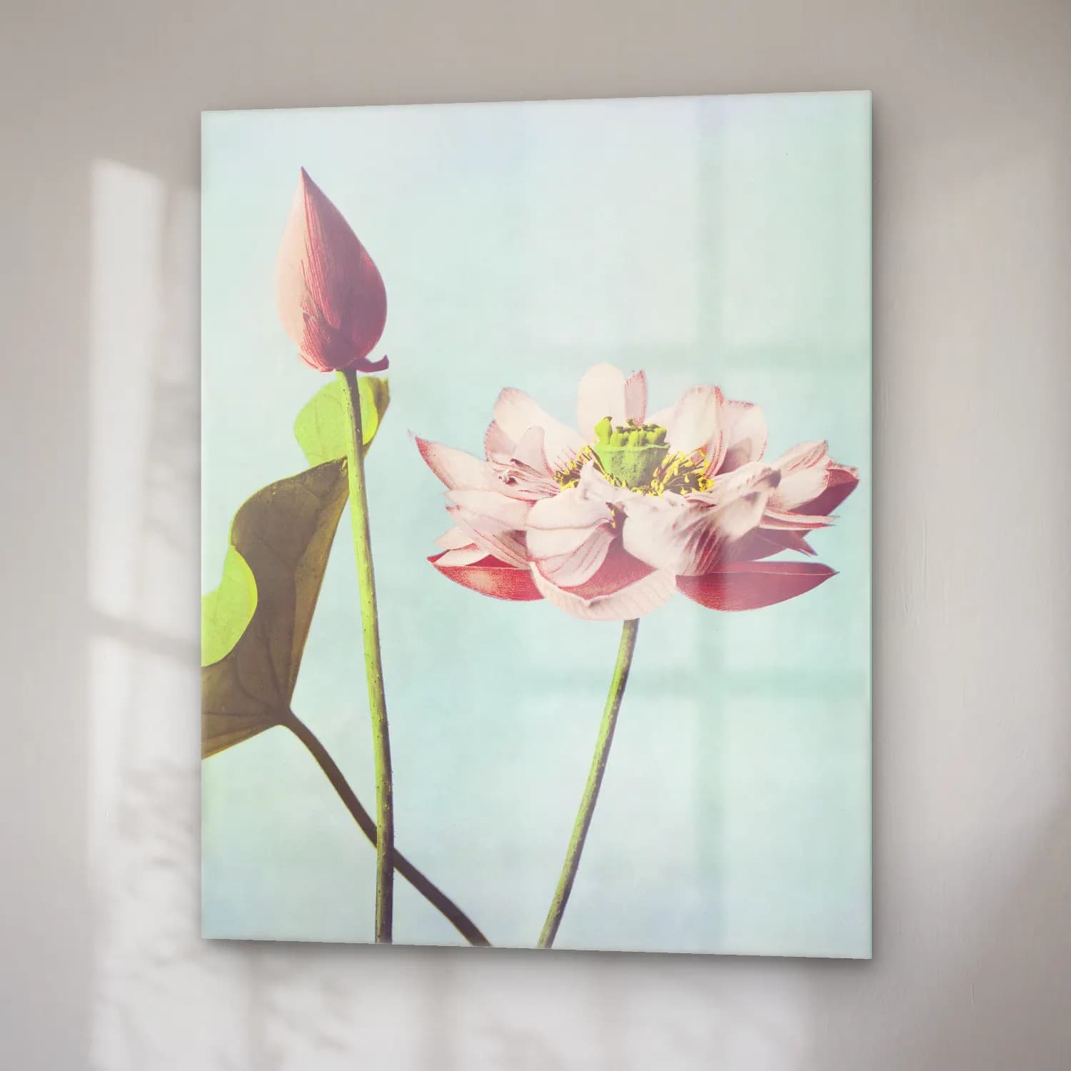 Botanik İllüstrasyon Lotus Çiçekleri No. 7 cam tablo — sağ açıdan görünüm
