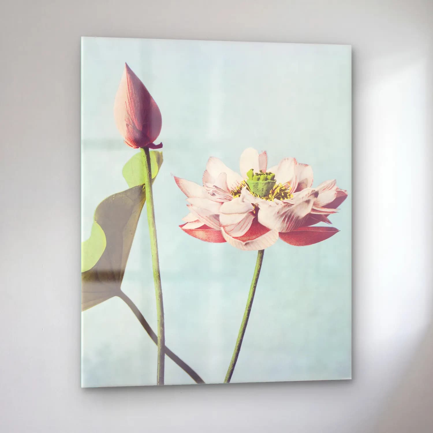 Botanik İllüstrasyon Lotus Çiçekleri No. 7 cam tablo — sol açıdan görünüm