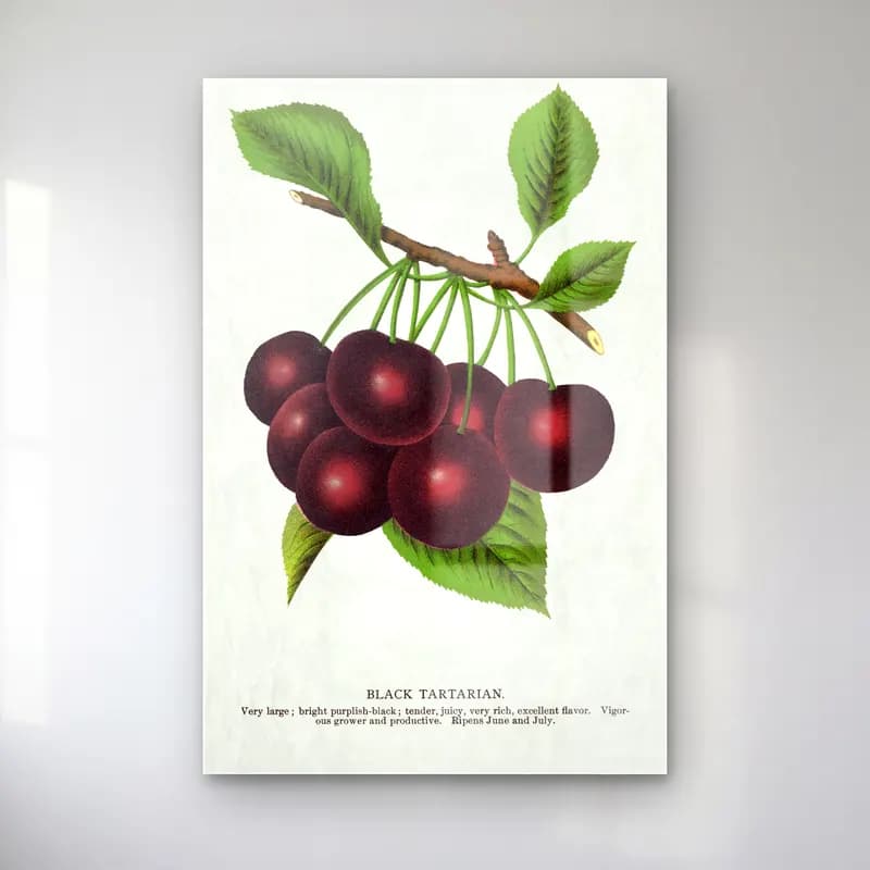 Botanik İllüstrasyon Kirazlar No. 19 cam tablo — Botanik İllüstrasyon Kirazlar No. 19 — botanik i̇llüstrasyon kirazlar