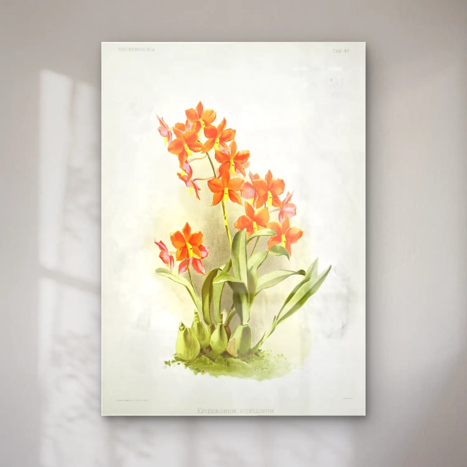 Frederick Sander – Epidendrum vitellinum from Reichenbachia Orchids illustrated cam tablo — Frederick Sander – Epidendrum vitellinum from Reichenbachia Orchids illustrated — botanik i̇llüstrasyon orkideler