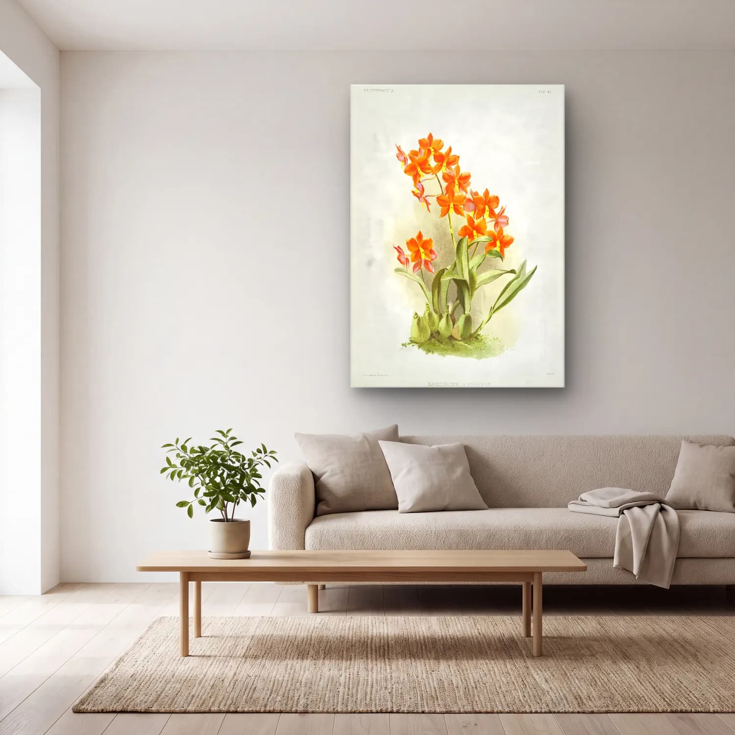 Frederick Sander – Epidendrum vitellinum from Reichenbachia Orchids illustrated cam tablo — açık renk salonda