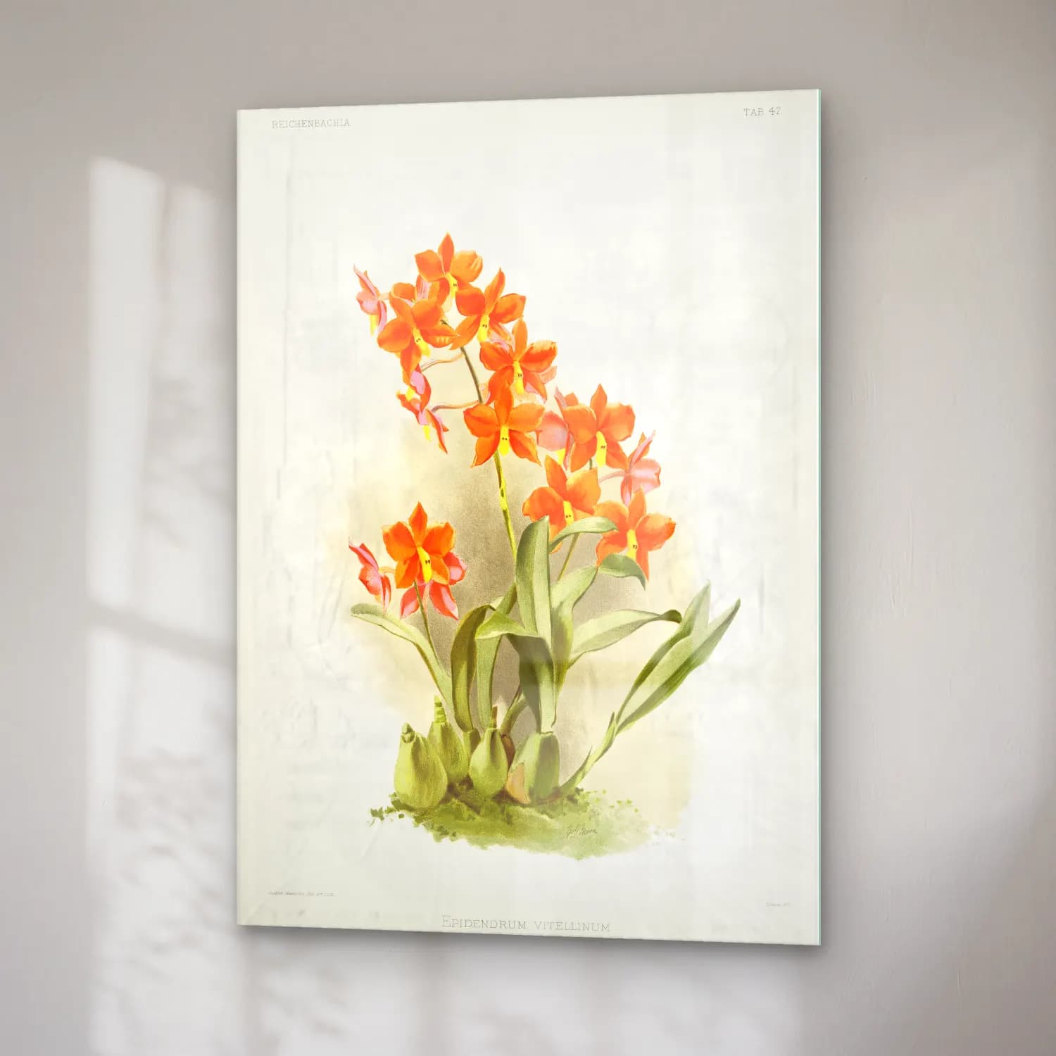 Frederick Sander – Epidendrum vitellinum from Reichenbachia Orchids illustrated cam tablo — sağ açıdan görünüm