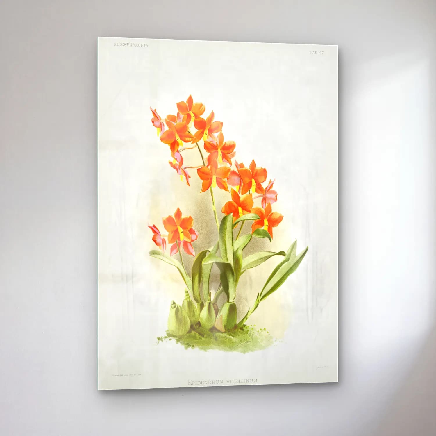 Frederick Sander – Epidendrum vitellinum from Reichenbachia Orchids illustrated cam tablo — sol açıdan görünüm