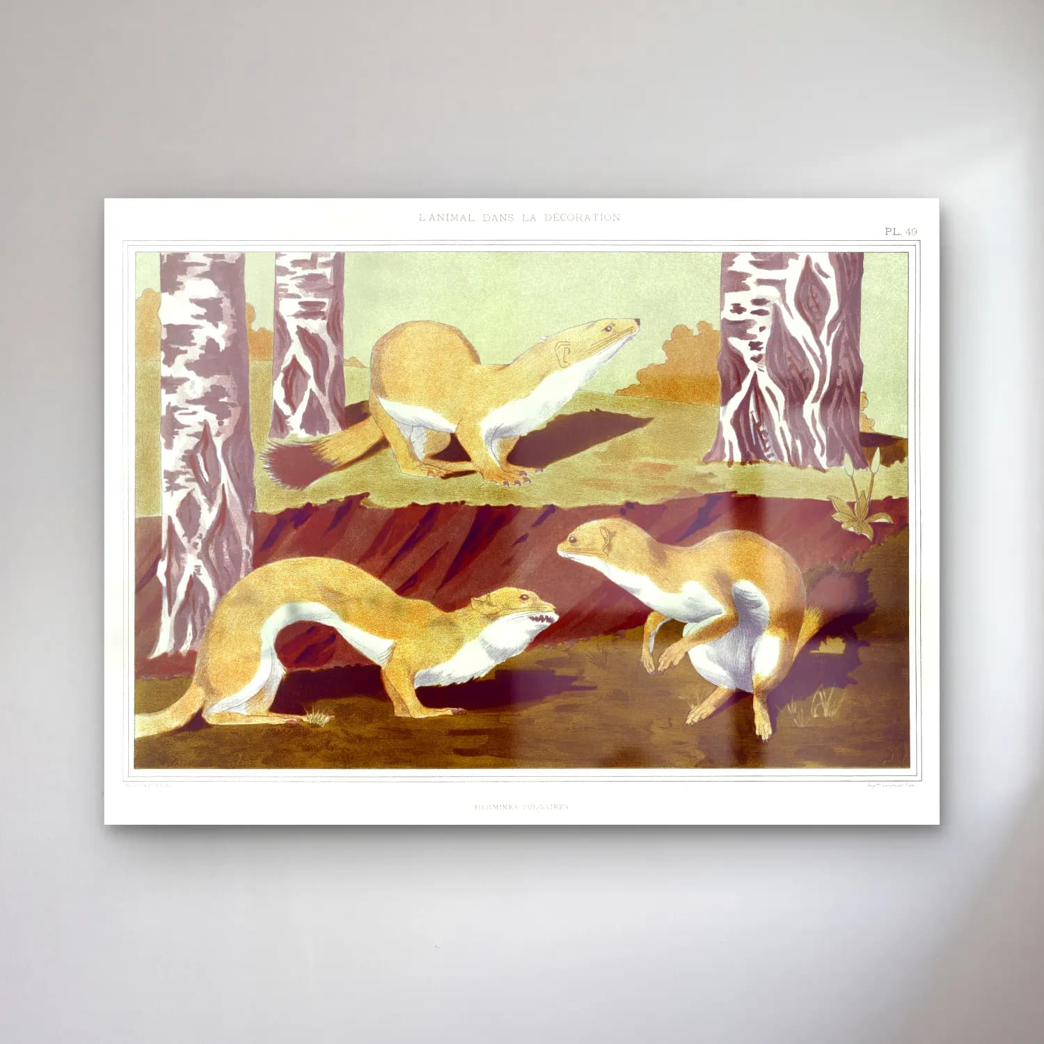 Maurice Pillard Verneuil – Hermines vulgaires from L animal dans la décoration… cam tablo — Maurice Pillard Verneuil – Hermines vulgaires from L animal dans la décoration… — vintage dinozor
