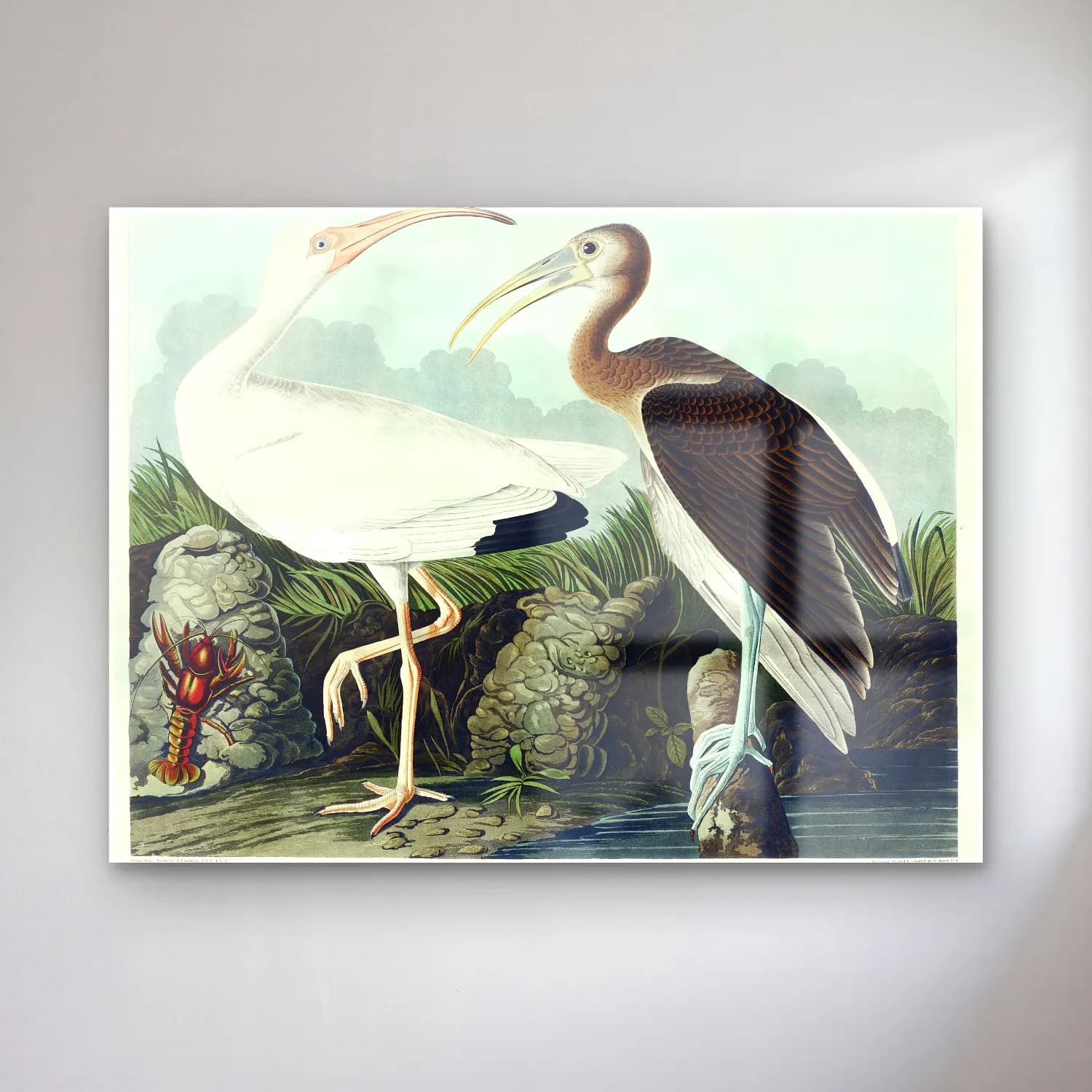 John James Audubon – White Ibis from Birds of America cam tablo — John James Audubon – White Ibis from Birds of America — vintage balıkçıl