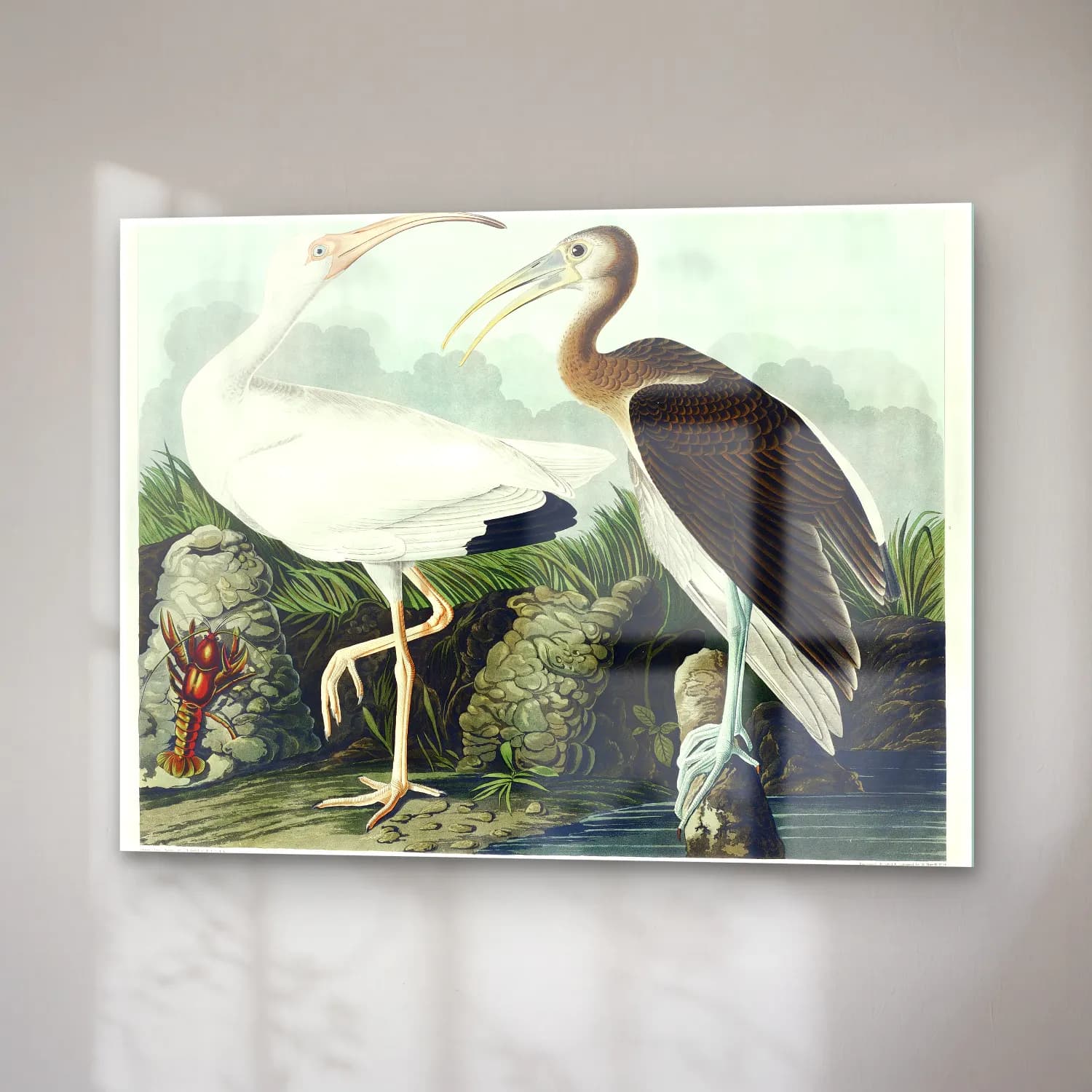 John James Audubon – White Ibis from Birds of America cam tablo — sağ açıdan görünüm