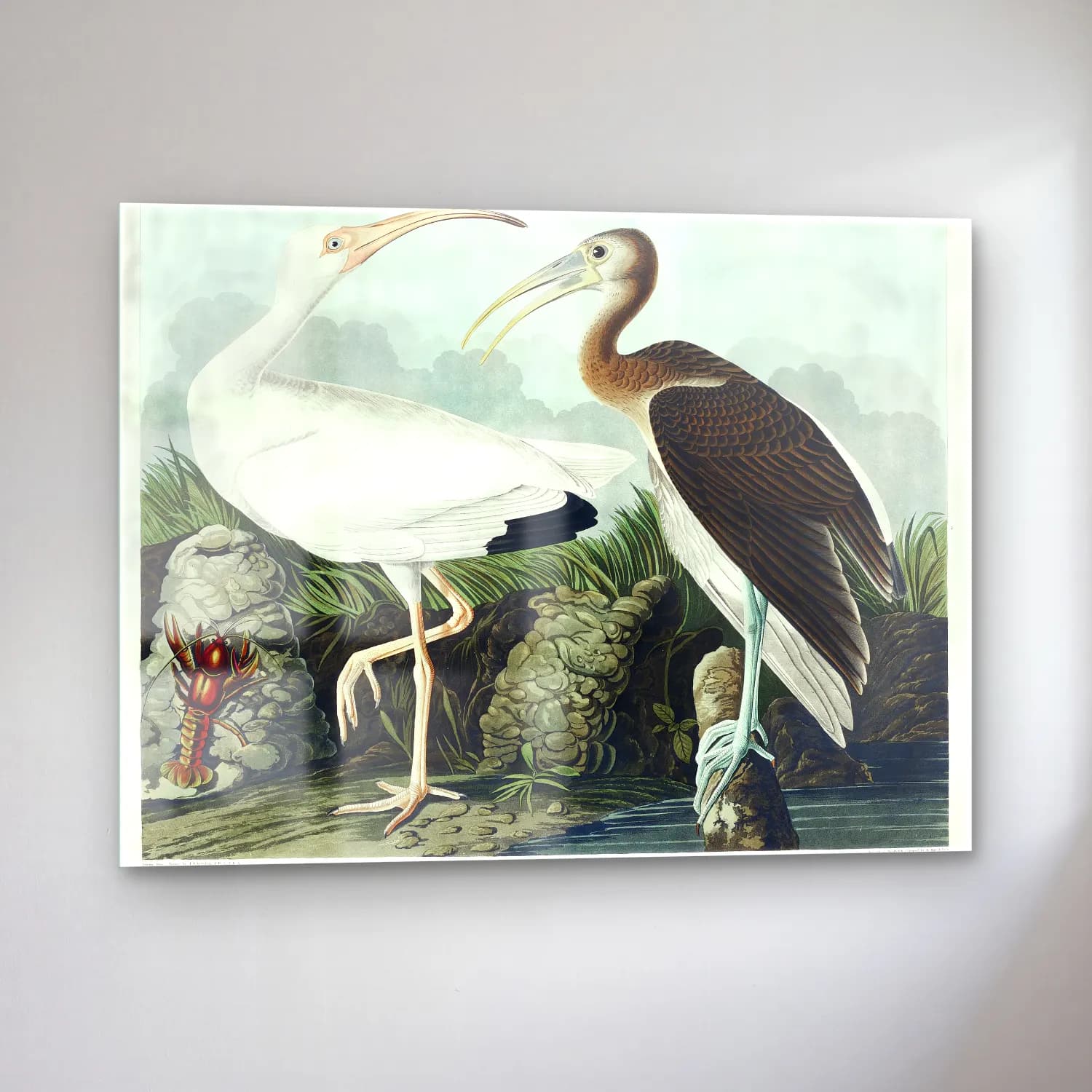 John James Audubon – White Ibis from Birds of America cam tablo — sol açıdan görünüm