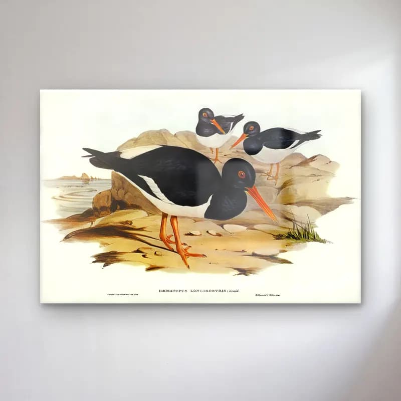 Elizabeth Gould – White-breasted Oyster-Catcher (Haematopus longirostris)… cam tablo — Elizabeth Gould – White-breasted Oyster-Catcher (Haematopus longirostris)… — vintage ördekler