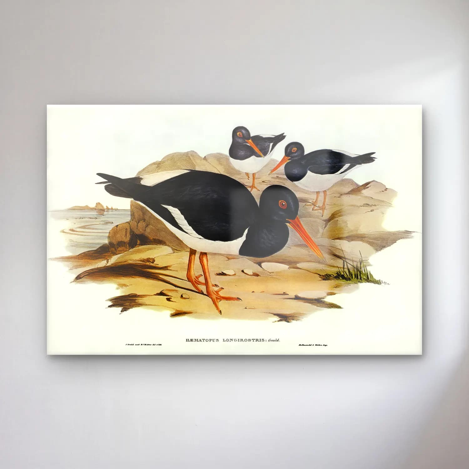 Elizabeth Gould – White-breasted Oyster-Catcher (Haematopus longirostris)… cam tablo — Elizabeth Gould – White-breasted Oyster-Catcher (Haematopus longirostris)… — vintage ördekler