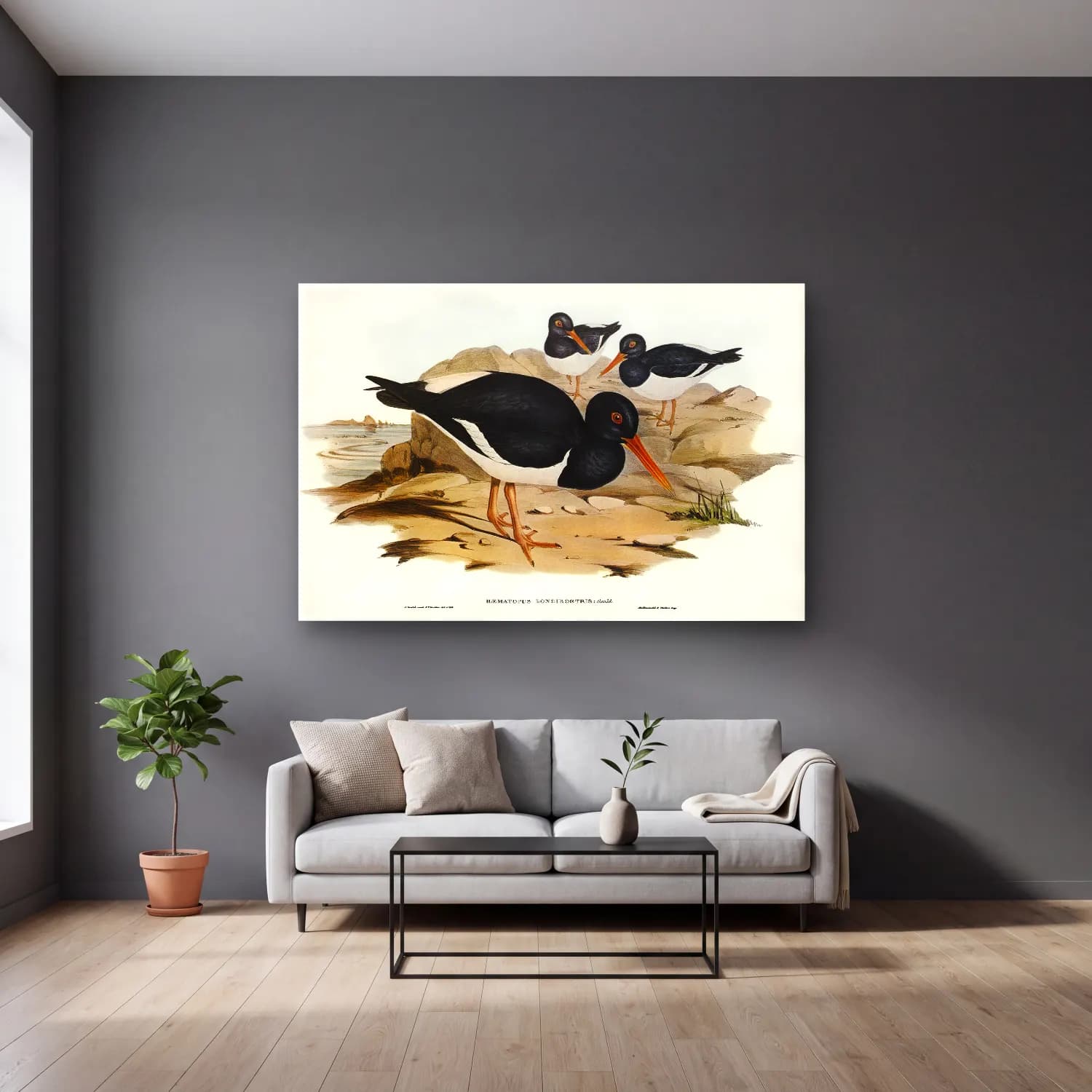 Elizabeth Gould – White-breasted Oyster-Catcher (Haematopus longirostris)… cam tablo — gri duvarlı salonda