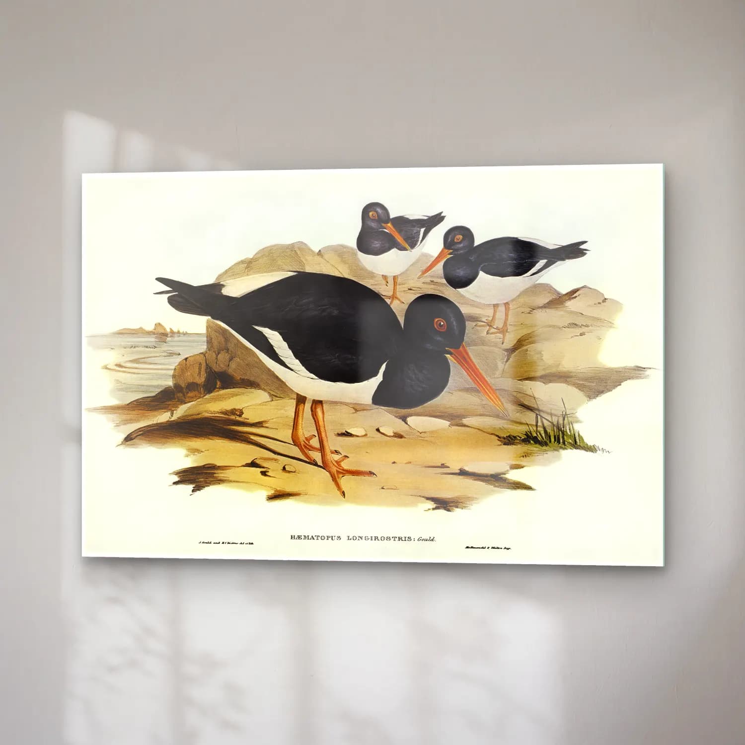 Elizabeth Gould – White-breasted Oyster-Catcher (Haematopus longirostris)… cam tablo — sağ açıdan görünüm