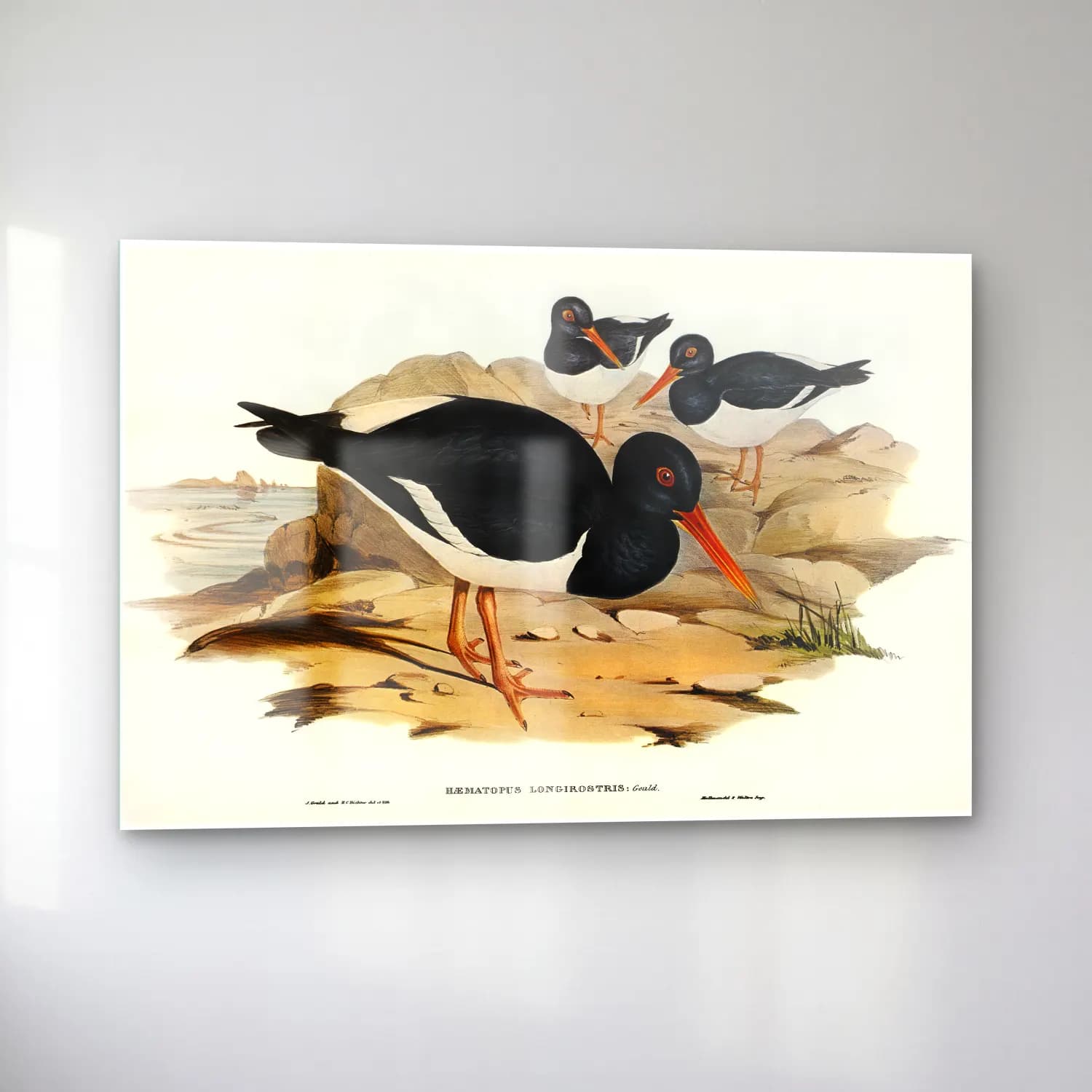 Elizabeth Gould – White-breasted Oyster-Catcher (Haematopus longirostris)… cam tablo — sol açıdan görünüm