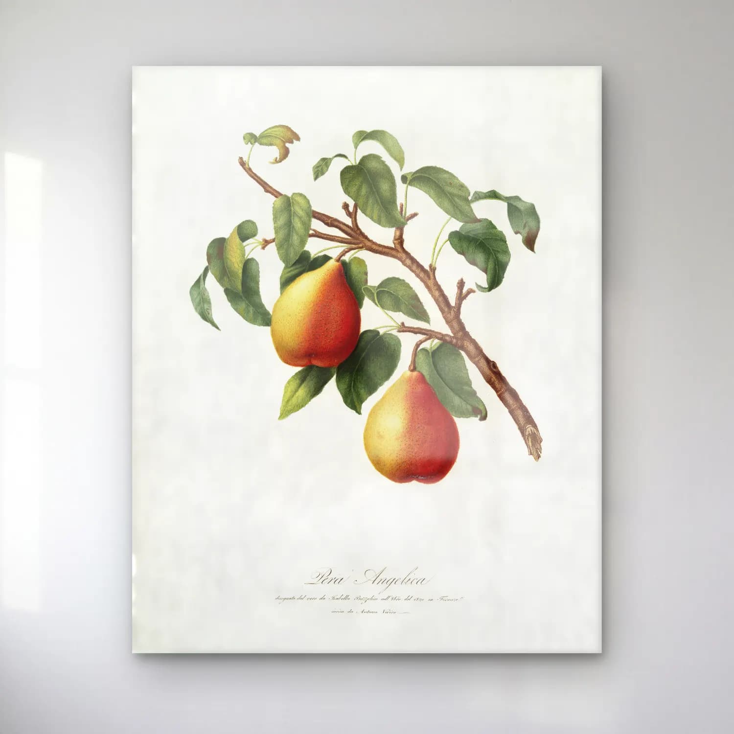 Giorgio Gallesio – Wild European Pear (Pyrus pyraster) from Pomona Italiana cam tablo — Giorgio Gallesio – Wild European Pear (Pyrus pyraster) from Pomona Italiana — botanik i̇llüstrasyon armut ve elmalar