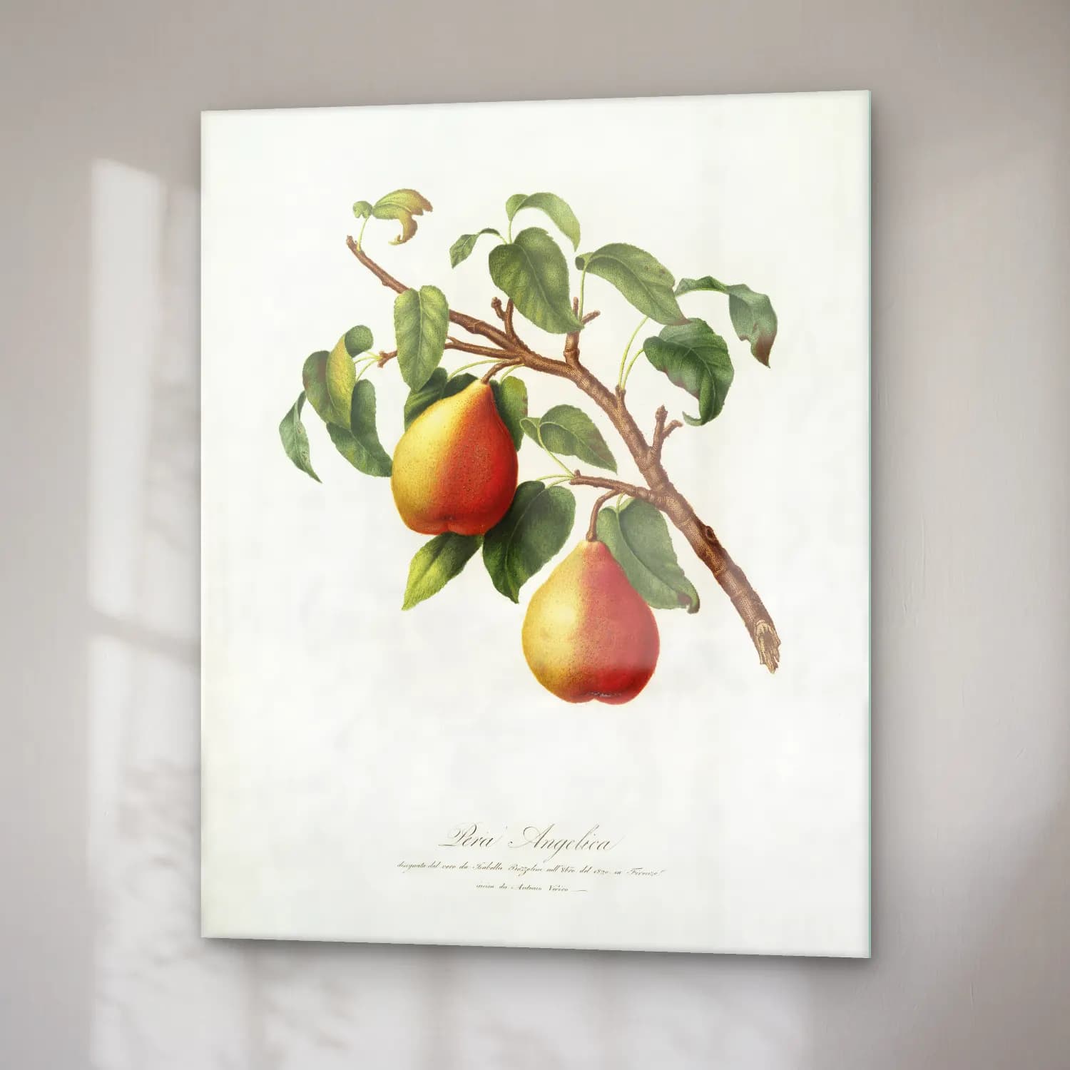 Giorgio Gallesio – Wild European Pear (Pyrus pyraster) from Pomona Italiana cam tablo — sağ açıdan görünüm