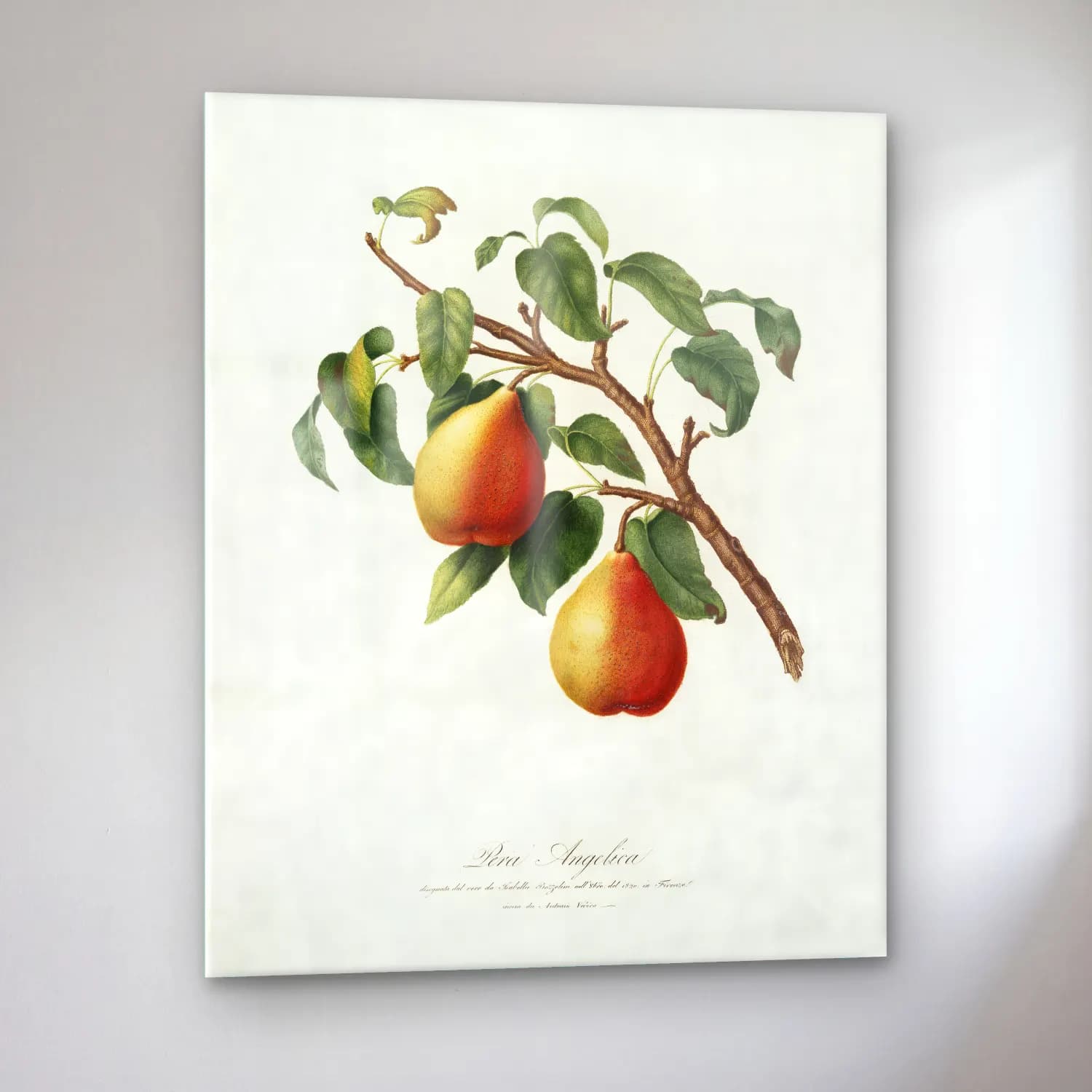 Giorgio Gallesio – Wild European Pear (Pyrus pyraster) from Pomona Italiana cam tablo — sol açıdan görünüm