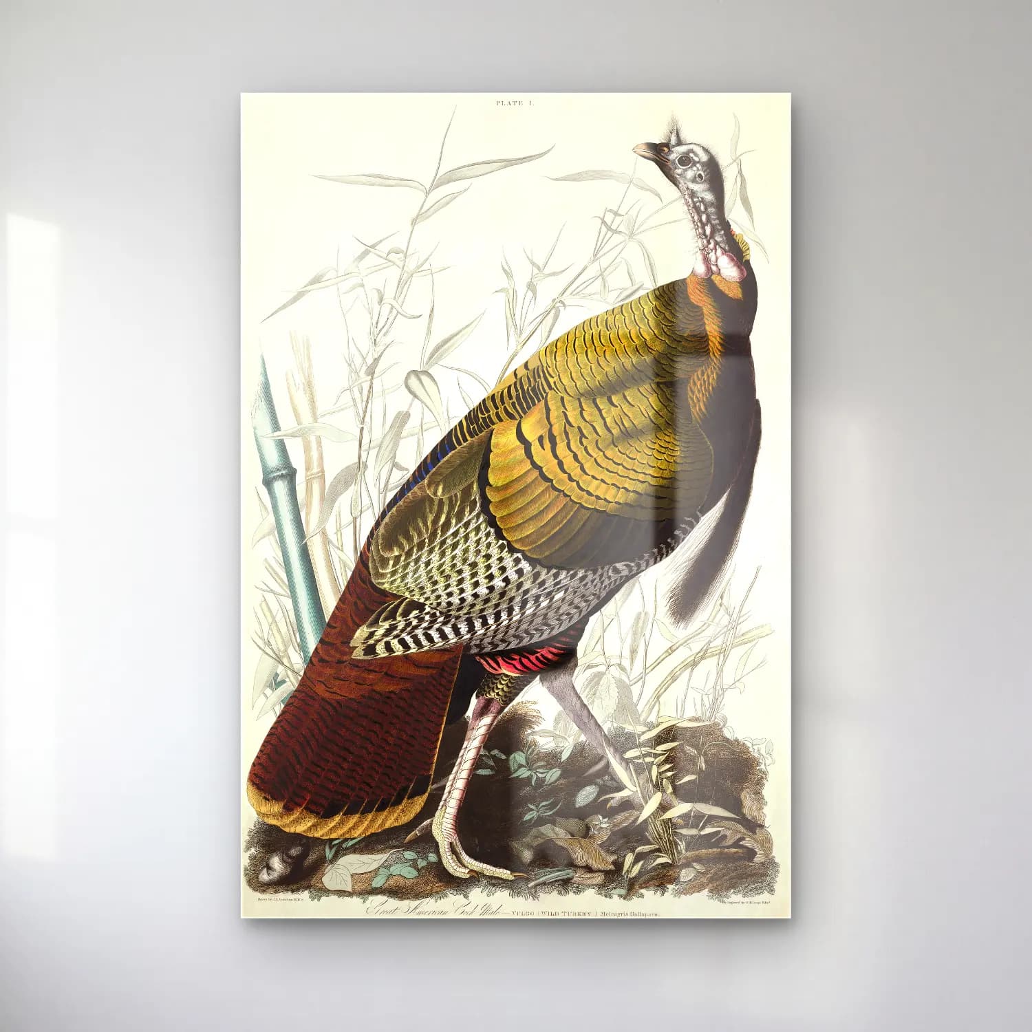 John James Audubon – Wild Turkey or Great American Cock from Birds of America cam tablo — John James Audubon – Wild Turkey or Great American Cock from Birds of America — vintage papağan