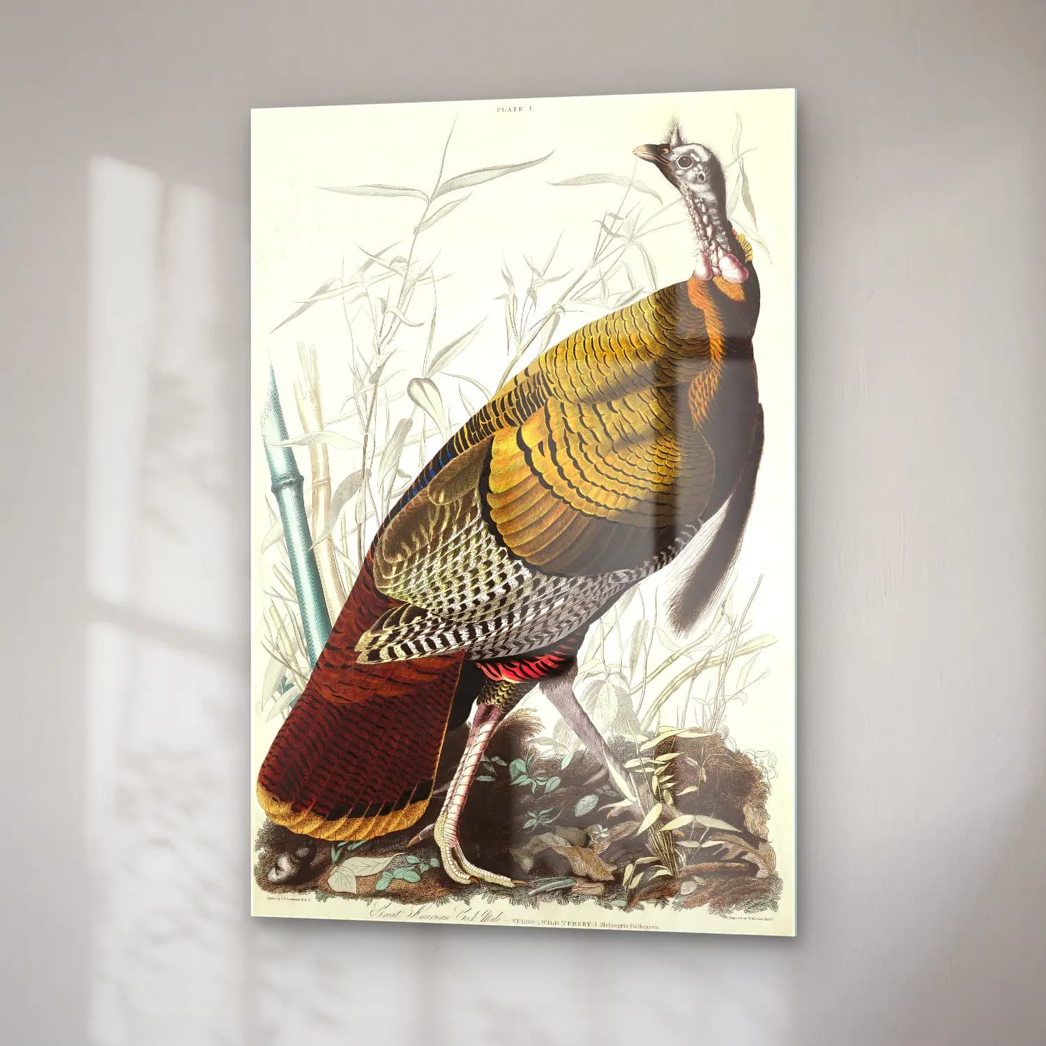 John James Audubon – Wild Turkey or Great American Cock from Birds of America cam tablo — sağ açıdan görünüm