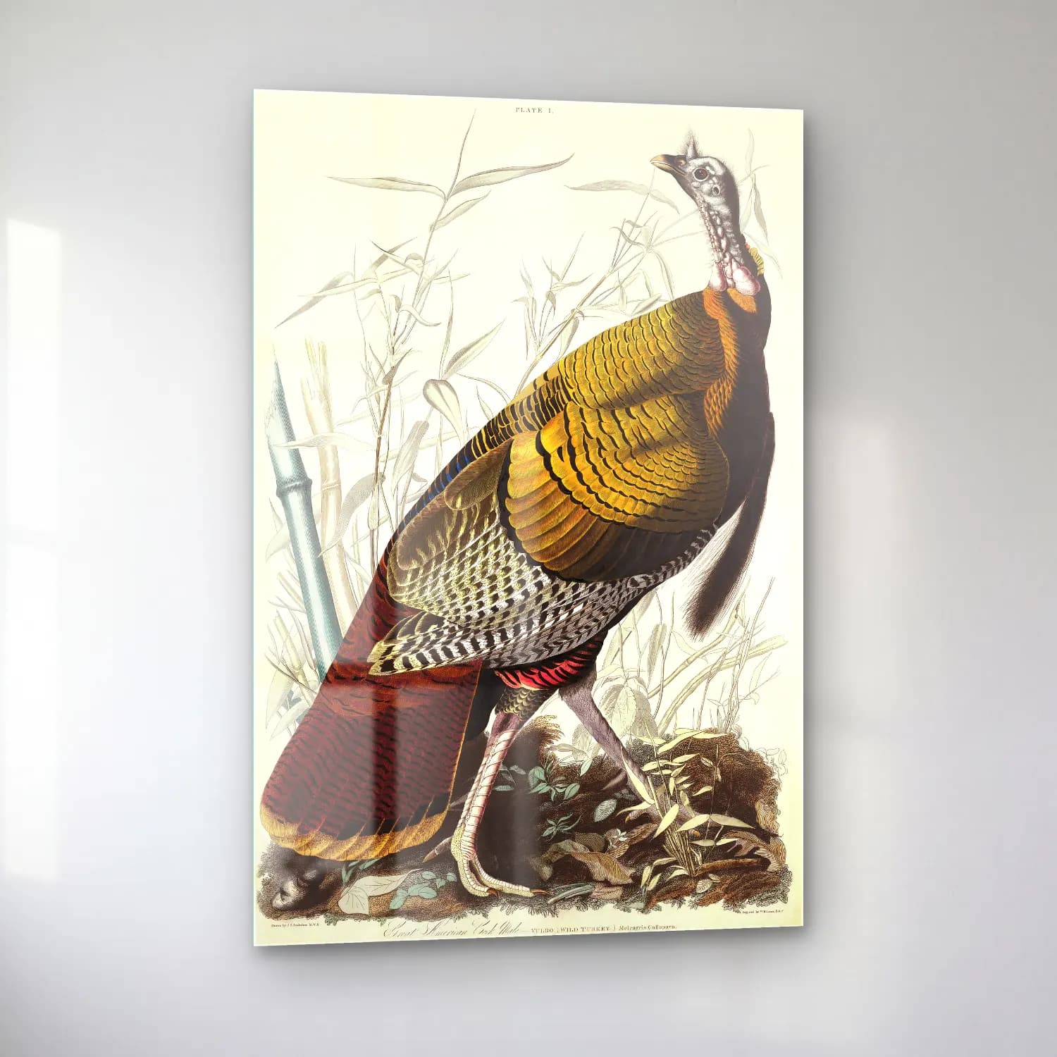 John James Audubon – Wild Turkey or Great American Cock from Birds of America cam tablo — sol açıdan görünüm