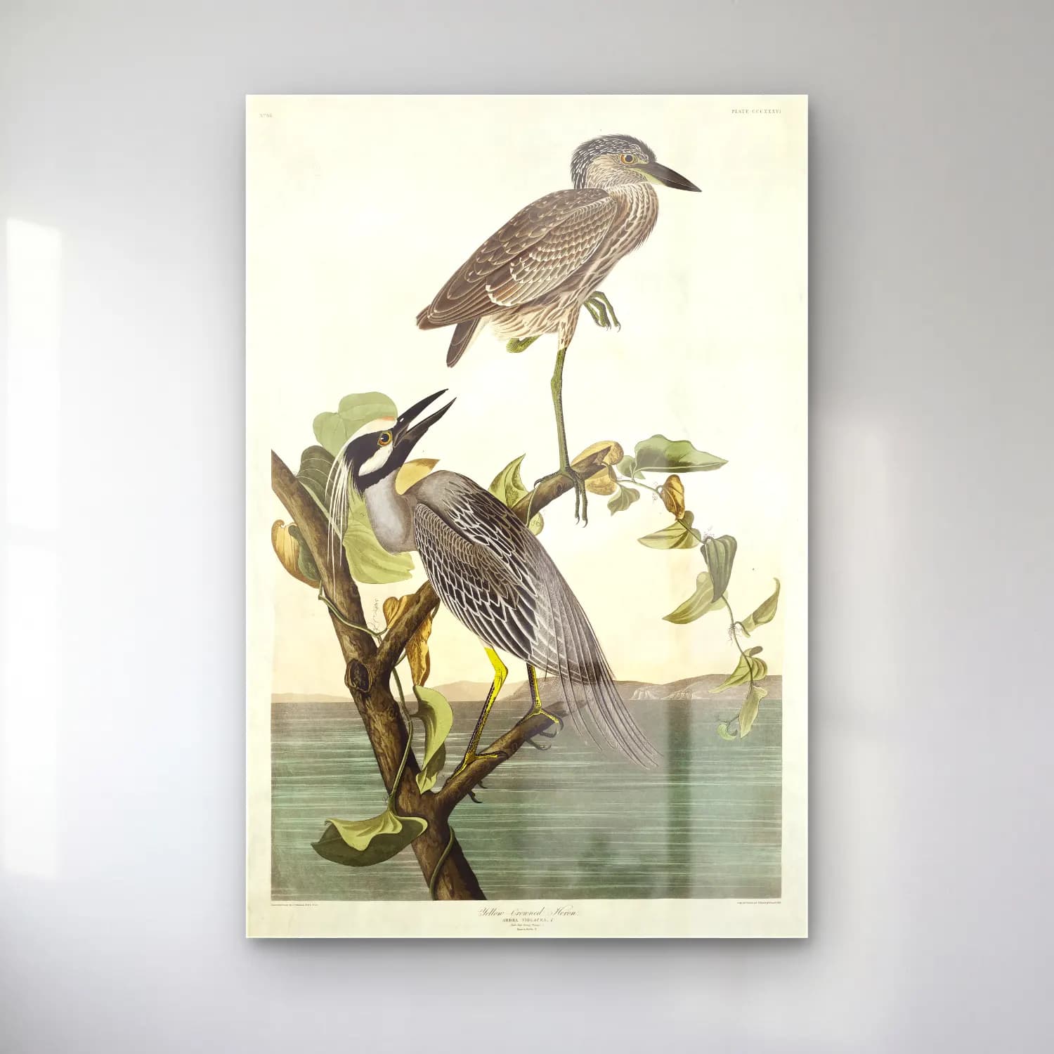 John James Audubon – Yellow-Crowned Heron from Birds of America cam tablo — John James Audubon – Yellow-Crowned Heron from Birds of America — vintage balıkçıl