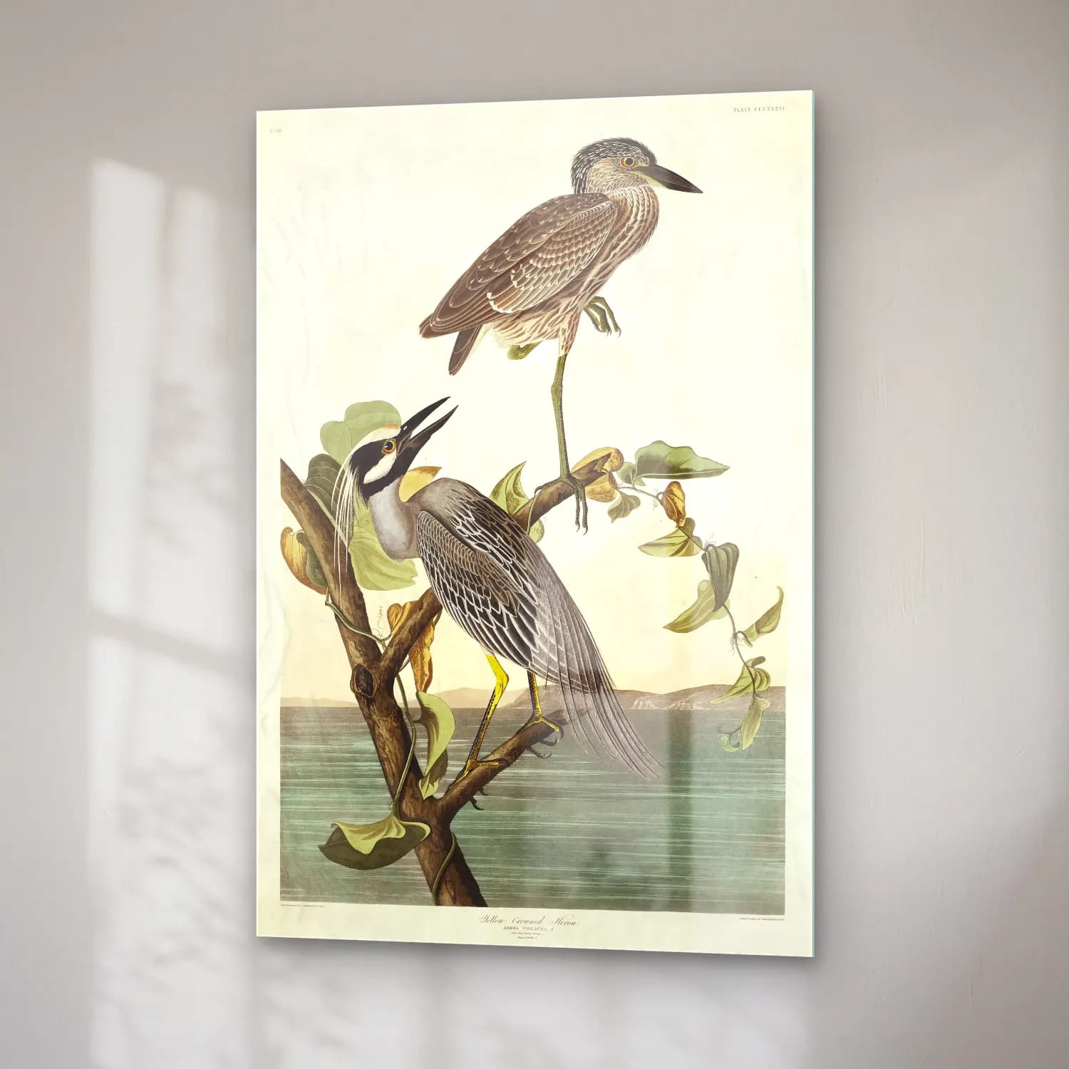 John James Audubon – Yellow-Crowned Heron from Birds of America cam tablo — sağ açıdan görünüm