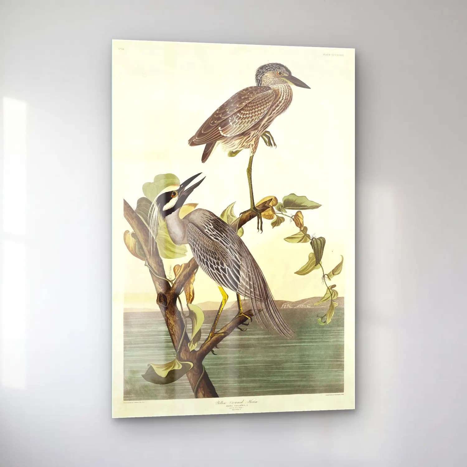 John James Audubon – Yellow-Crowned Heron from Birds of America cam tablo — sol açıdan görünüm
