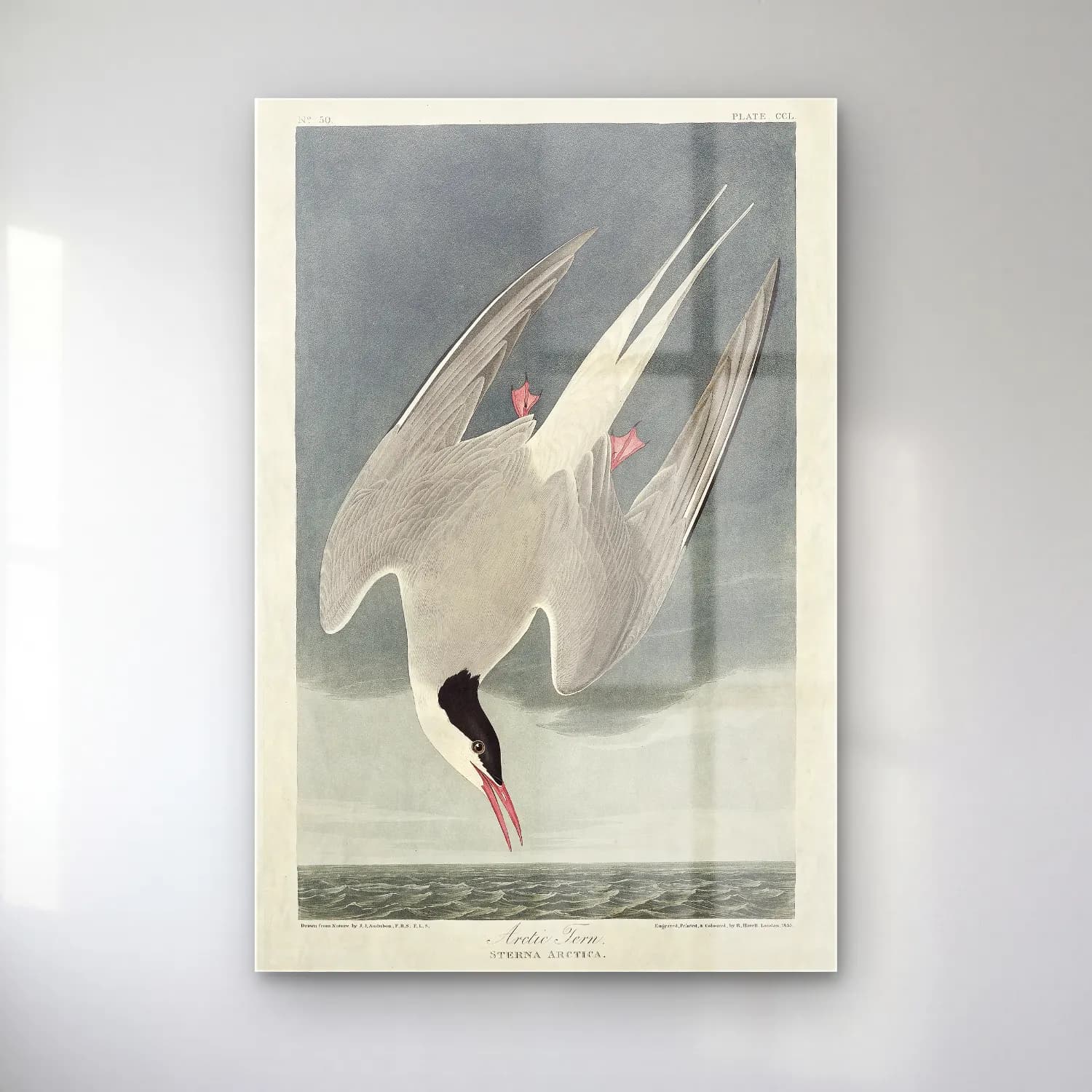 Vintage Kuğu No. 7 cam tablo — Vintage Kuğu No. 7 — vintage kuğu