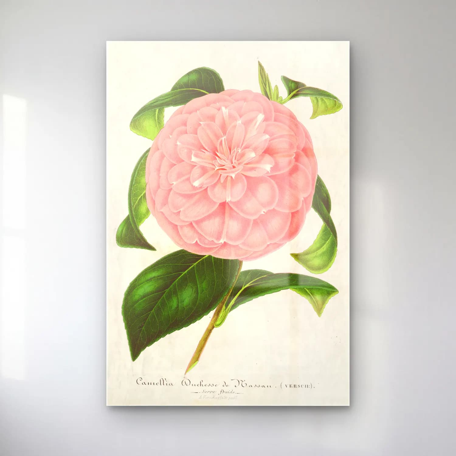 Botanik İllüstrasyon Pembe Şakayıklar No. 12 cam tablo — Botanik İllüstrasyon Pembe Şakayıklar No. 12 — botanik i̇llüstrasyon pembe şakayıklar