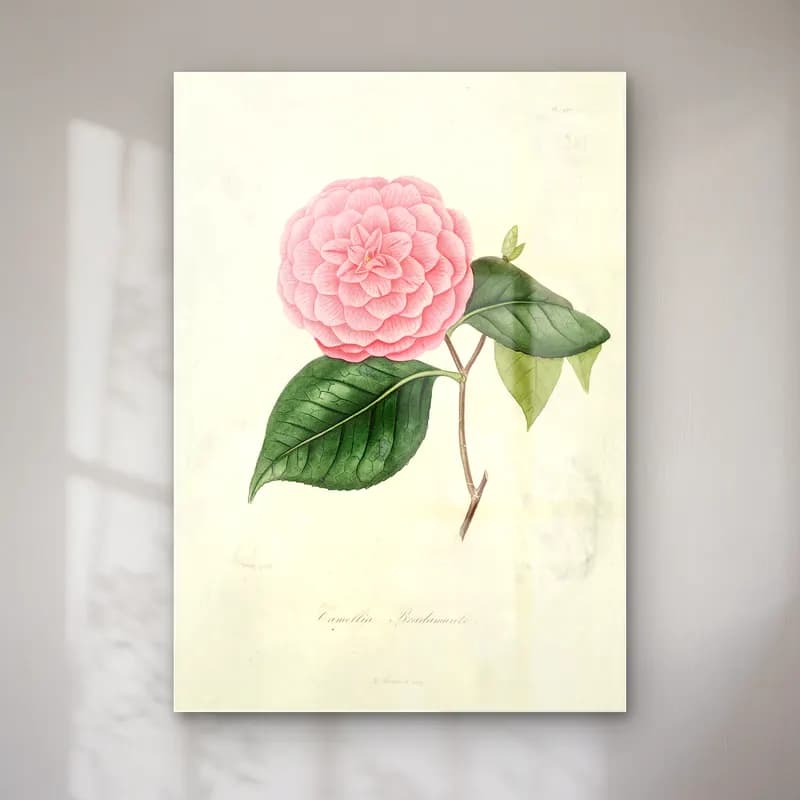 Botanik İllüstrasyon Pembe Şakayıklar No. 13 cam tablo — Botanik İllüstrasyon Pembe Şakayıklar No. 13 — botanik i̇llüstrasyon pembe şakayıklar