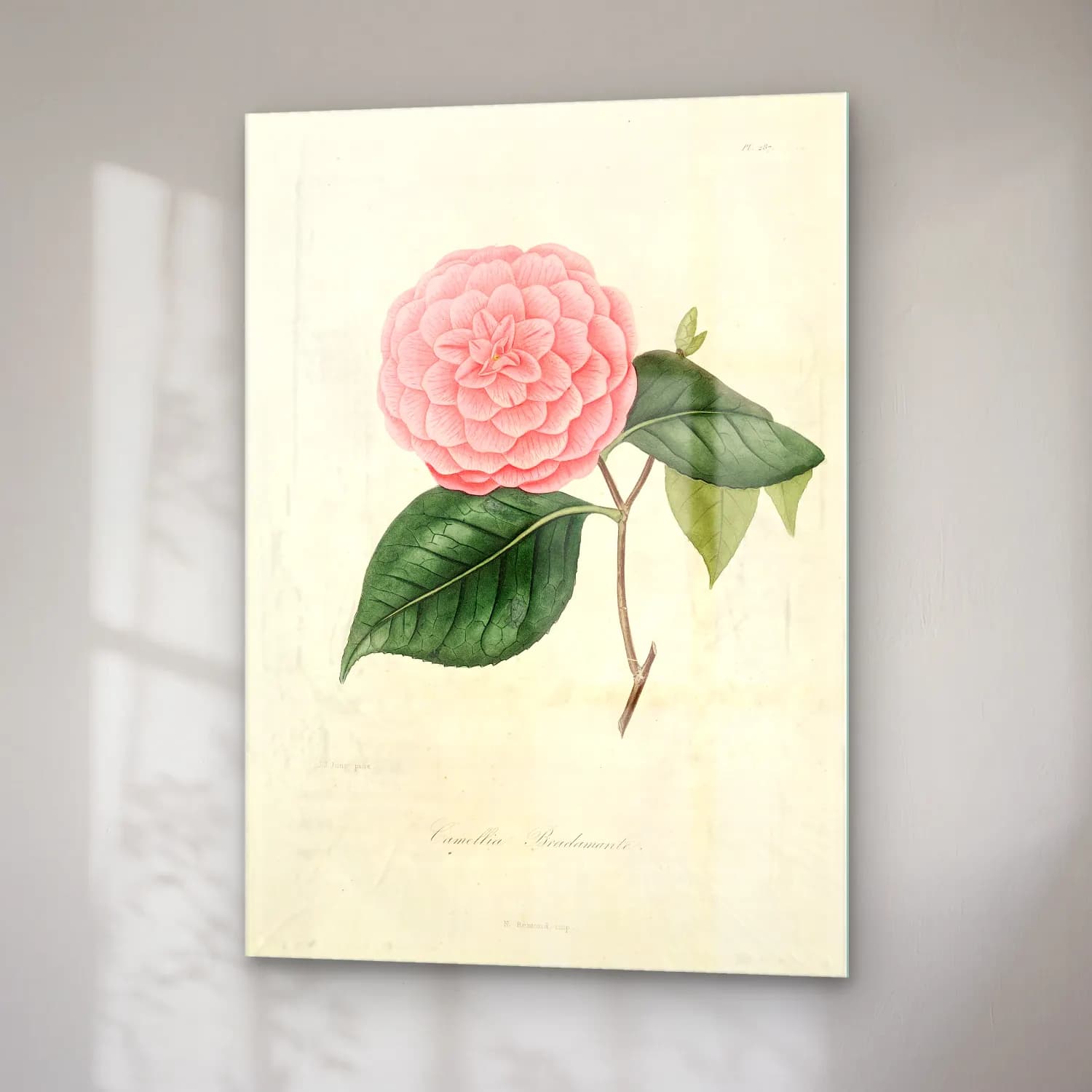 Botanik İllüstrasyon Pembe Şakayıklar No. 13 cam tablo — sağ açıdan görünüm
