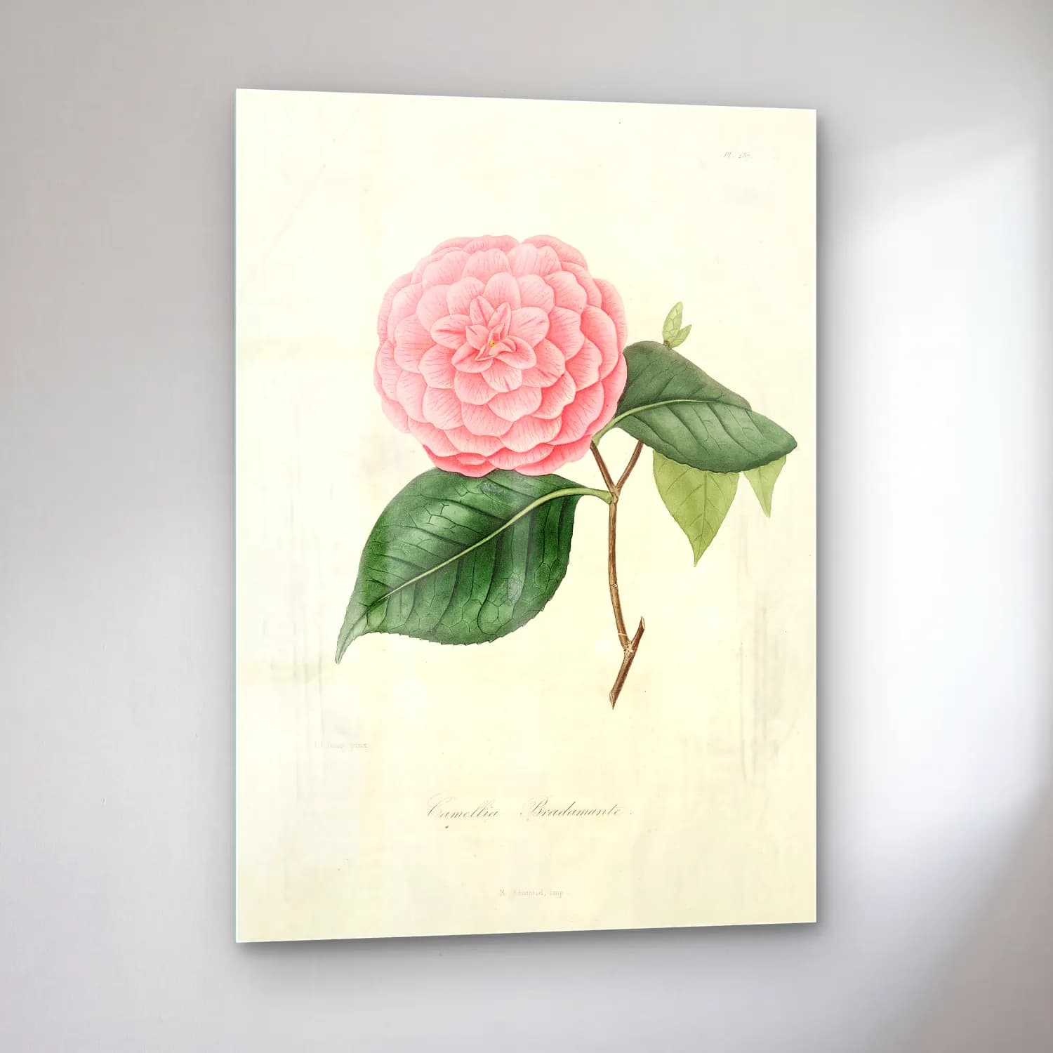 Botanik İllüstrasyon Pembe Şakayıklar No. 13 cam tablo — sol açıdan görünüm