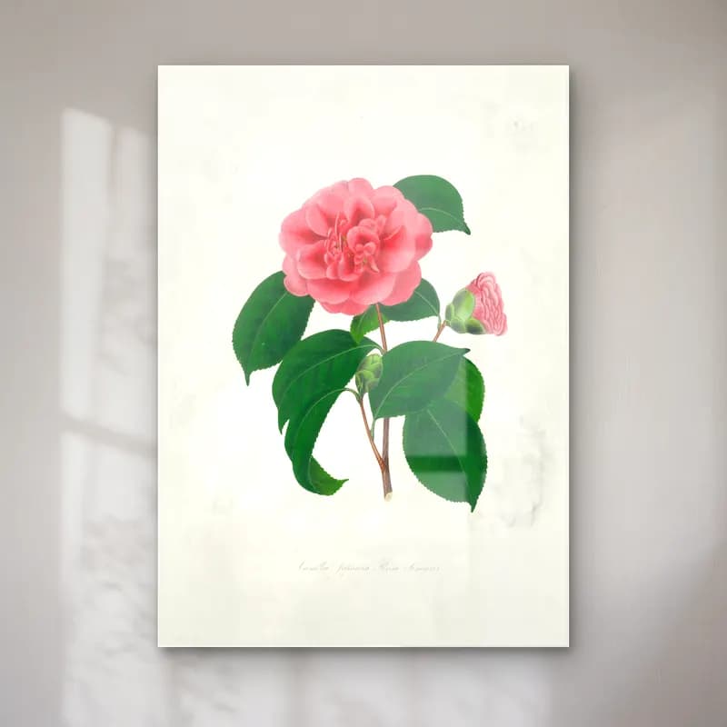 Botanik İllüstrasyon Pembe Şakayıklar No. 14 cam tablo — Botanik İllüstrasyon Pembe Şakayıklar No. 14 — botanik i̇llüstrasyon pembe şakayıklar