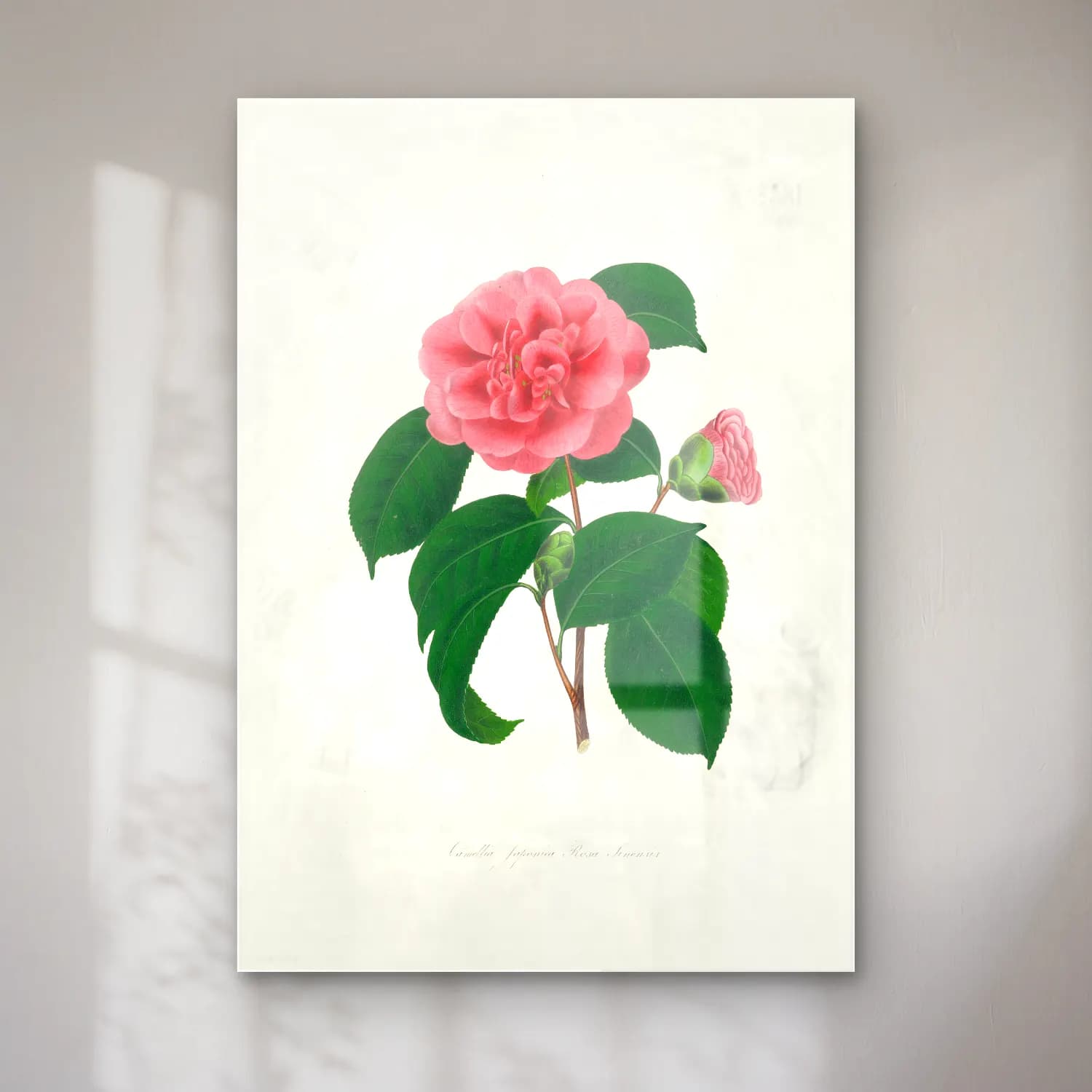 Botanik İllüstrasyon Pembe Şakayıklar No. 14 cam tablo — Botanik İllüstrasyon Pembe Şakayıklar No. 14 — botanik i̇llüstrasyon pembe şakayıklar