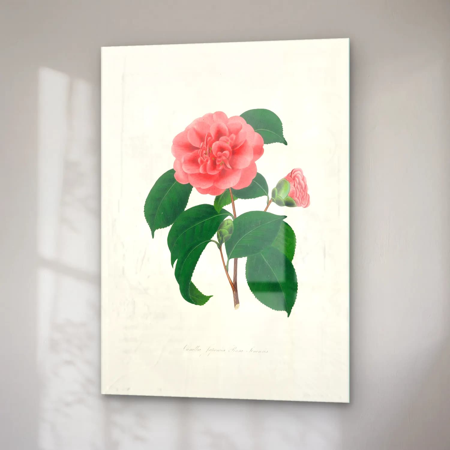 Botanik İllüstrasyon Pembe Şakayıklar No. 14 cam tablo — sağ açıdan görünüm