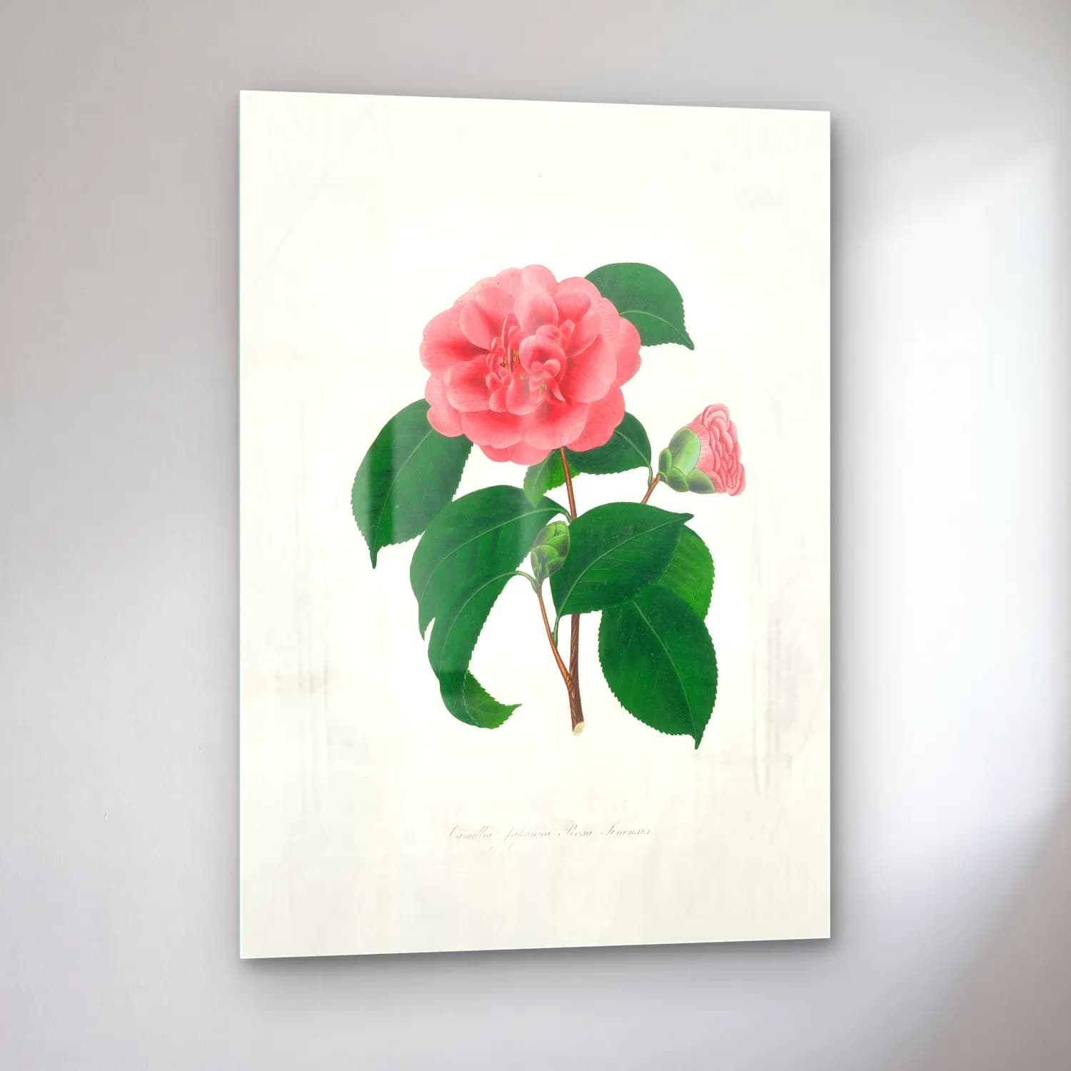 Botanik İllüstrasyon Pembe Şakayıklar No. 14 cam tablo — sol açıdan görünüm